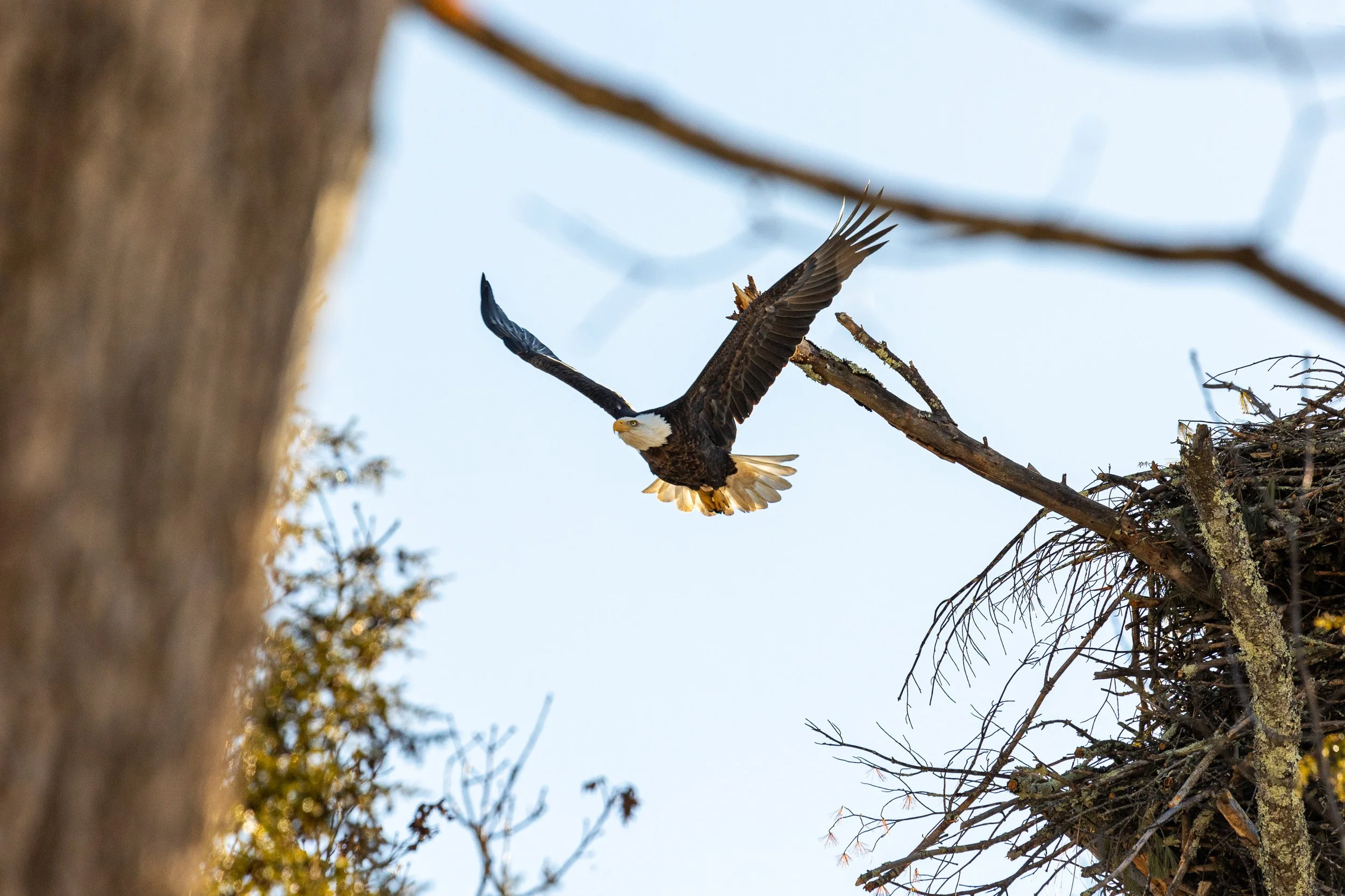 Bald Eagles in Catskills, New York-23.jpg