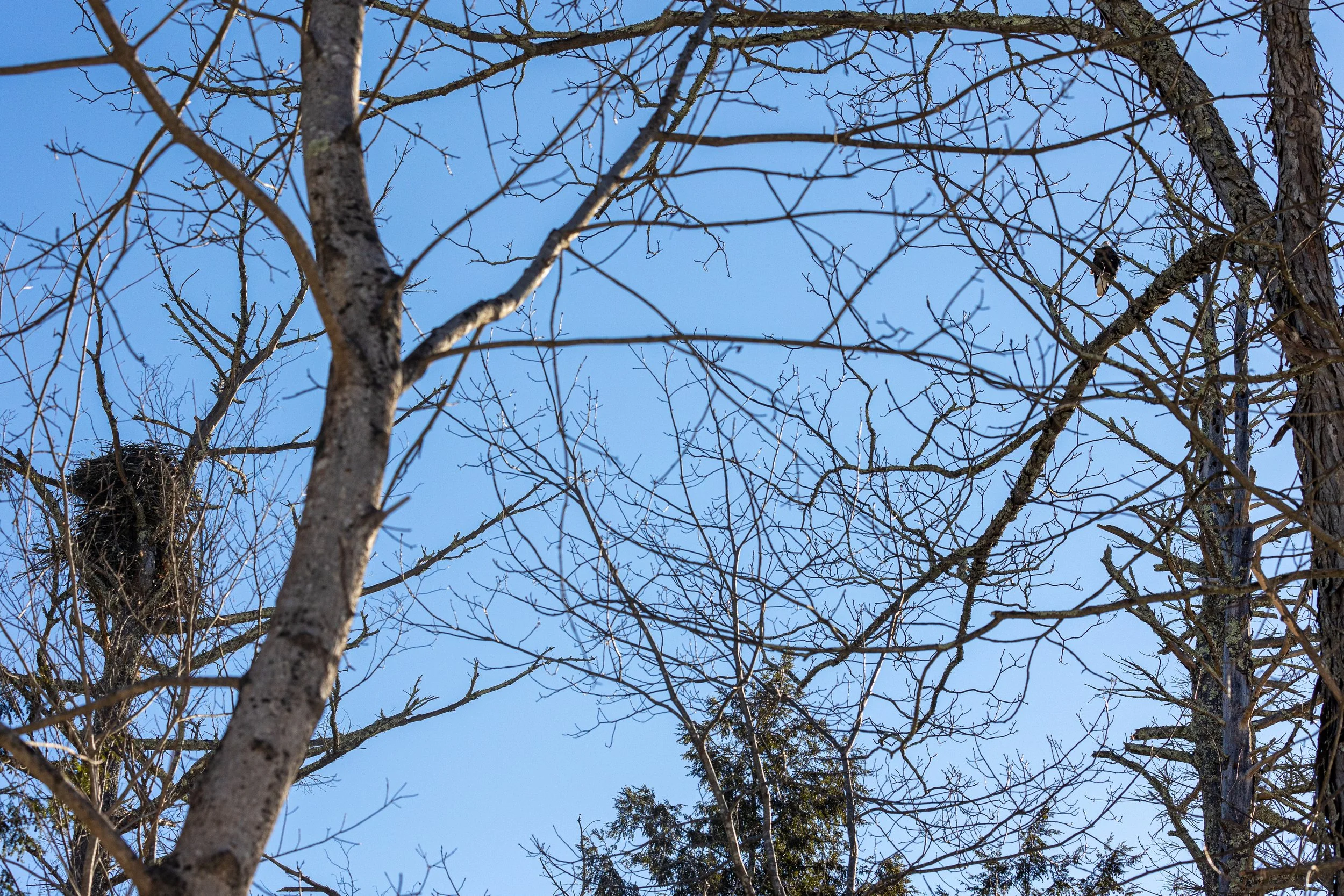 Bald Eagles in Catskills, New York-15.jpg