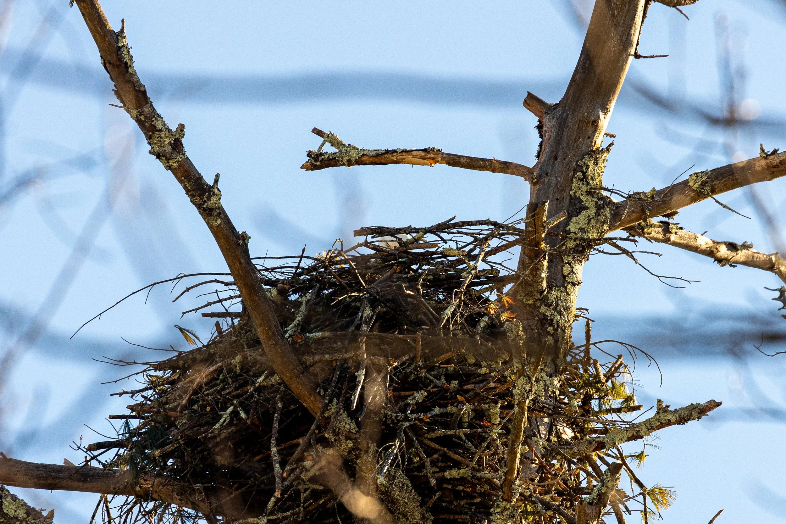 Bald Eagles in Catskills, New York-2.jpg