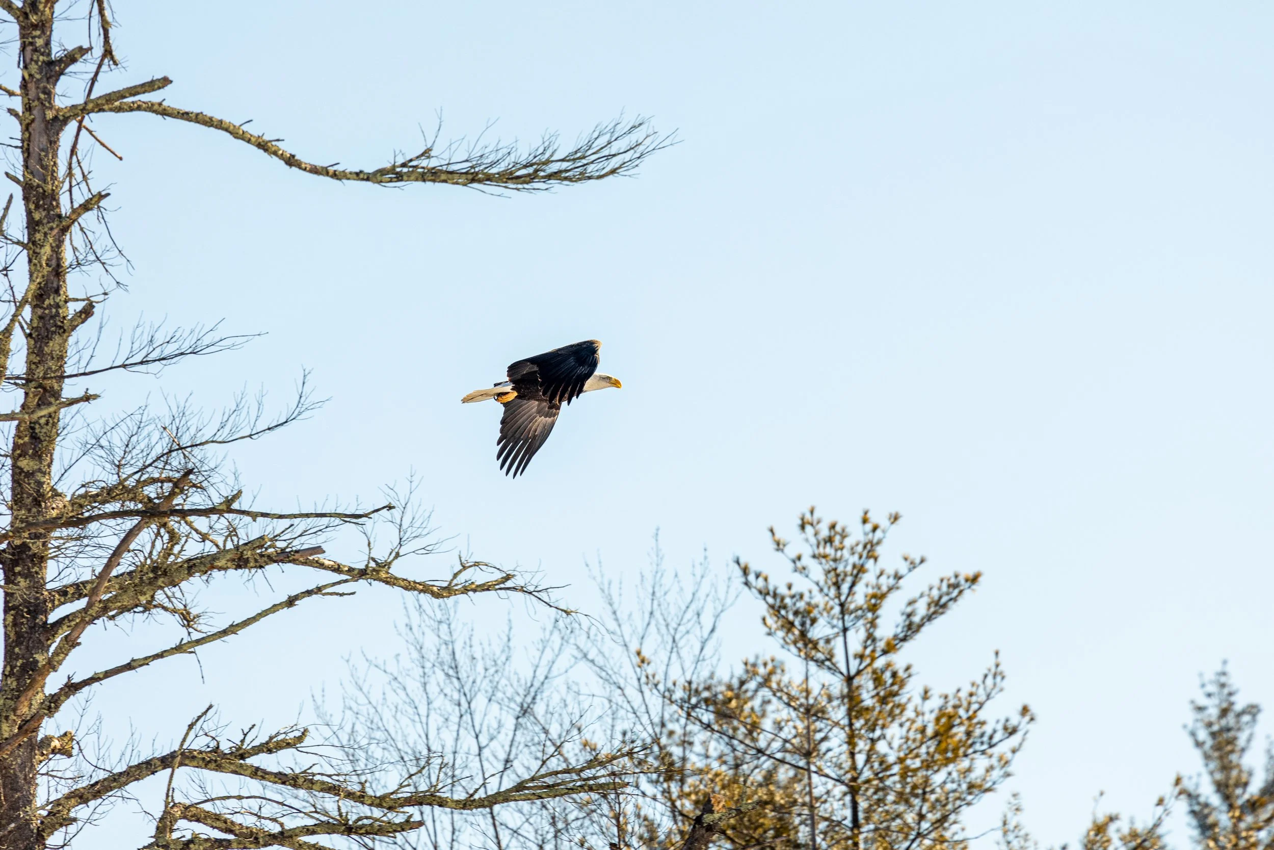 Bald Eagles in Catskills, New York-12.jpg