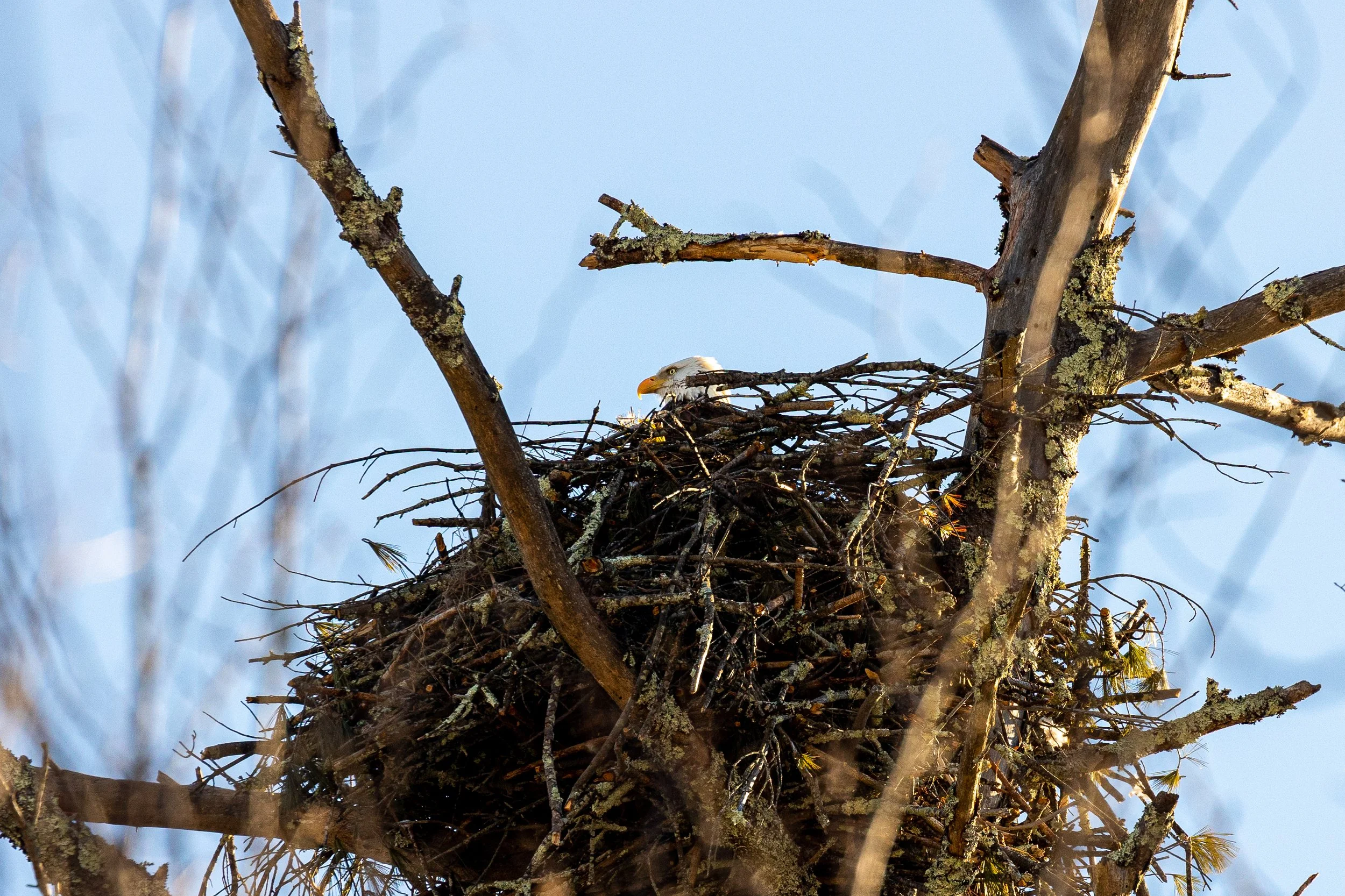 Bald Eagles in Catskills, New York-3.jpg