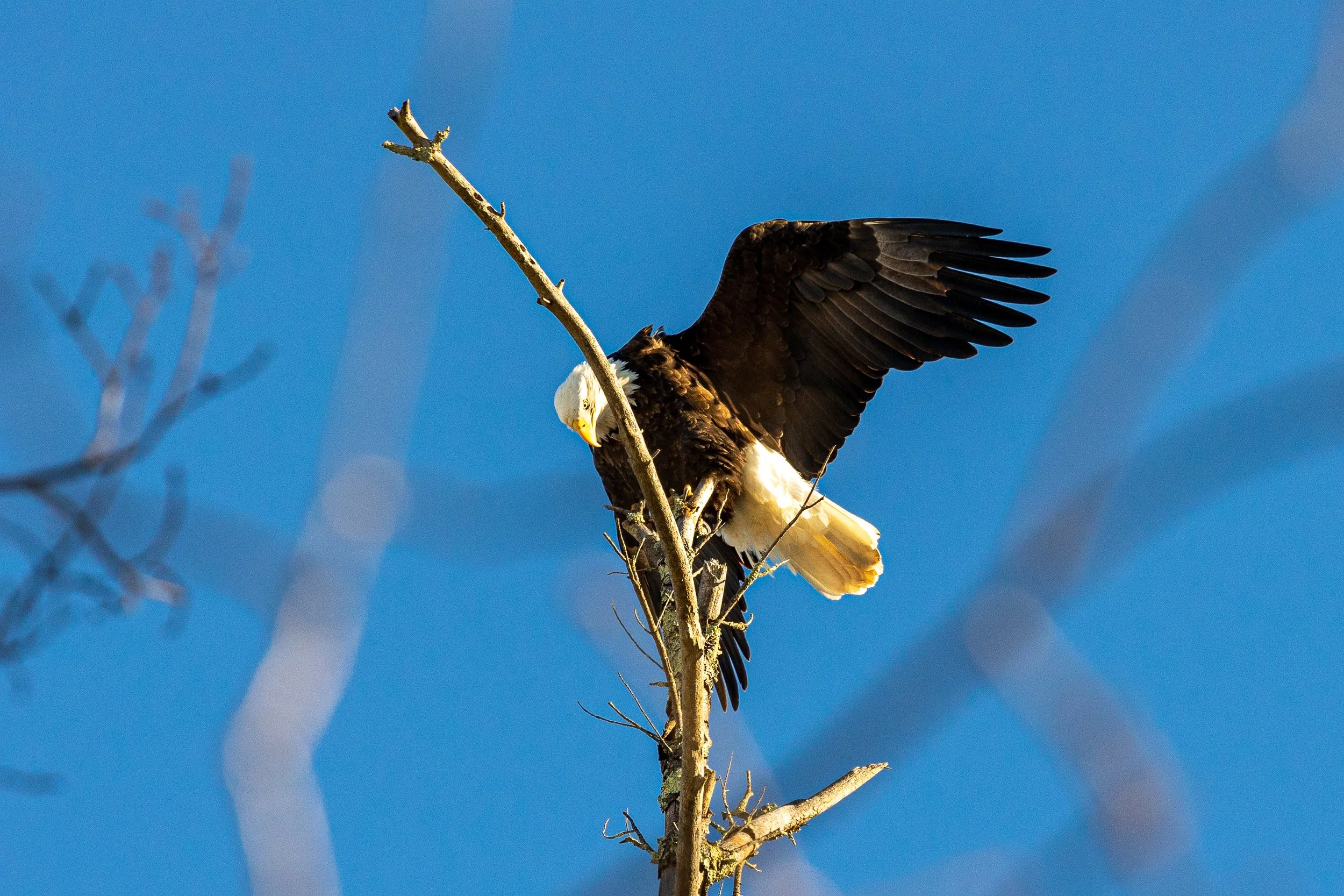 Bald Eagles in Catskills, New York-5.jpg