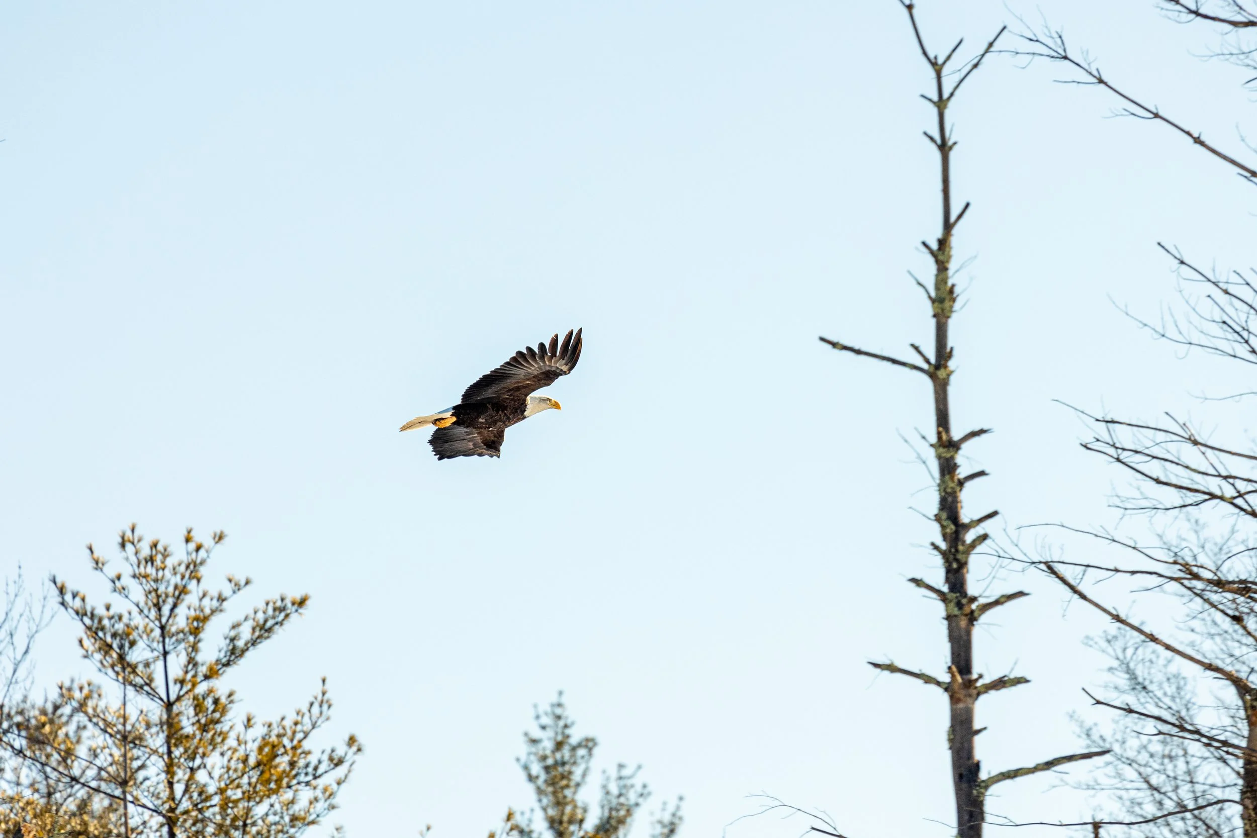 Bald Eagles in Catskills, New York-14.jpg