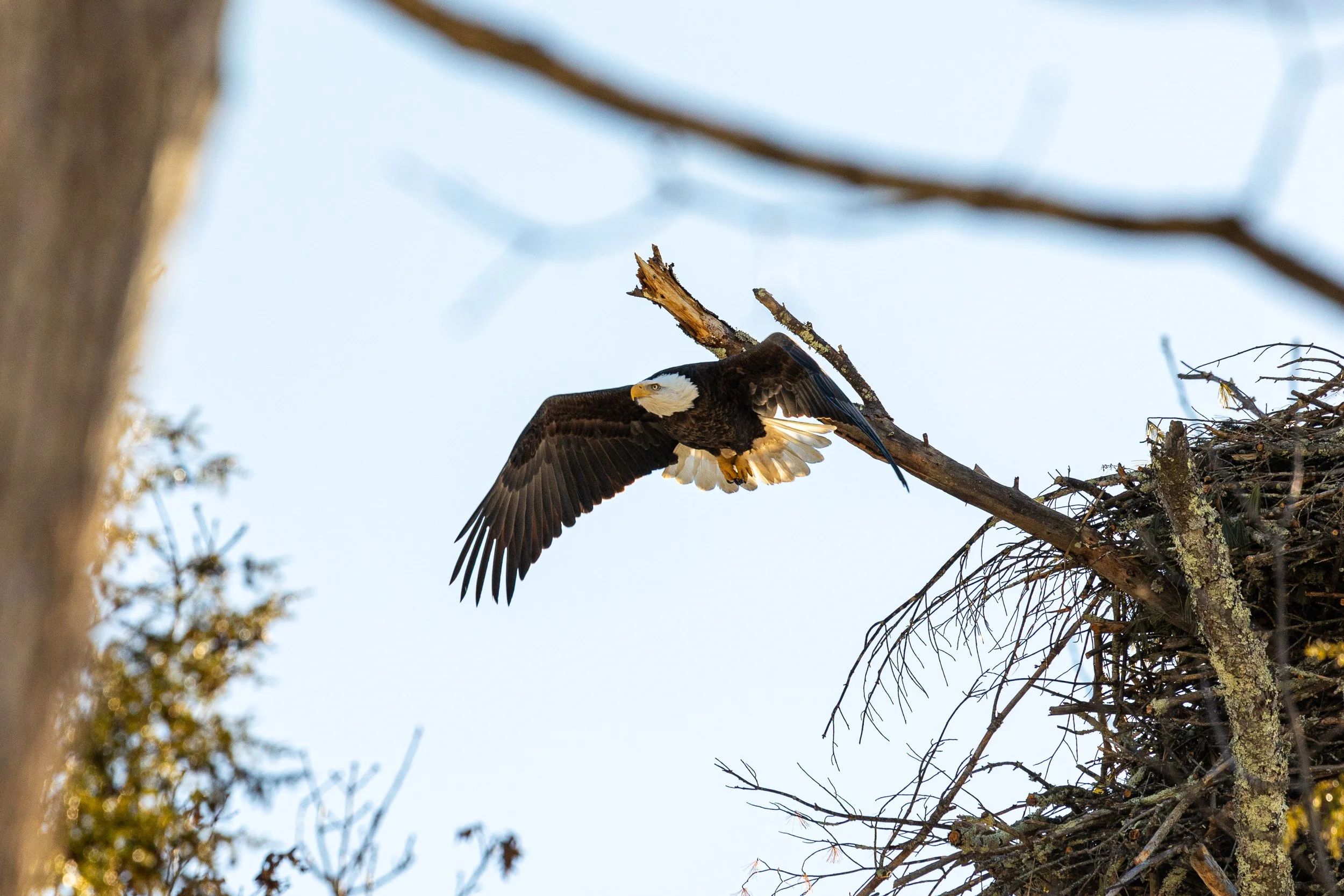 Bald Eagles in Catskills, New York-22.jpg