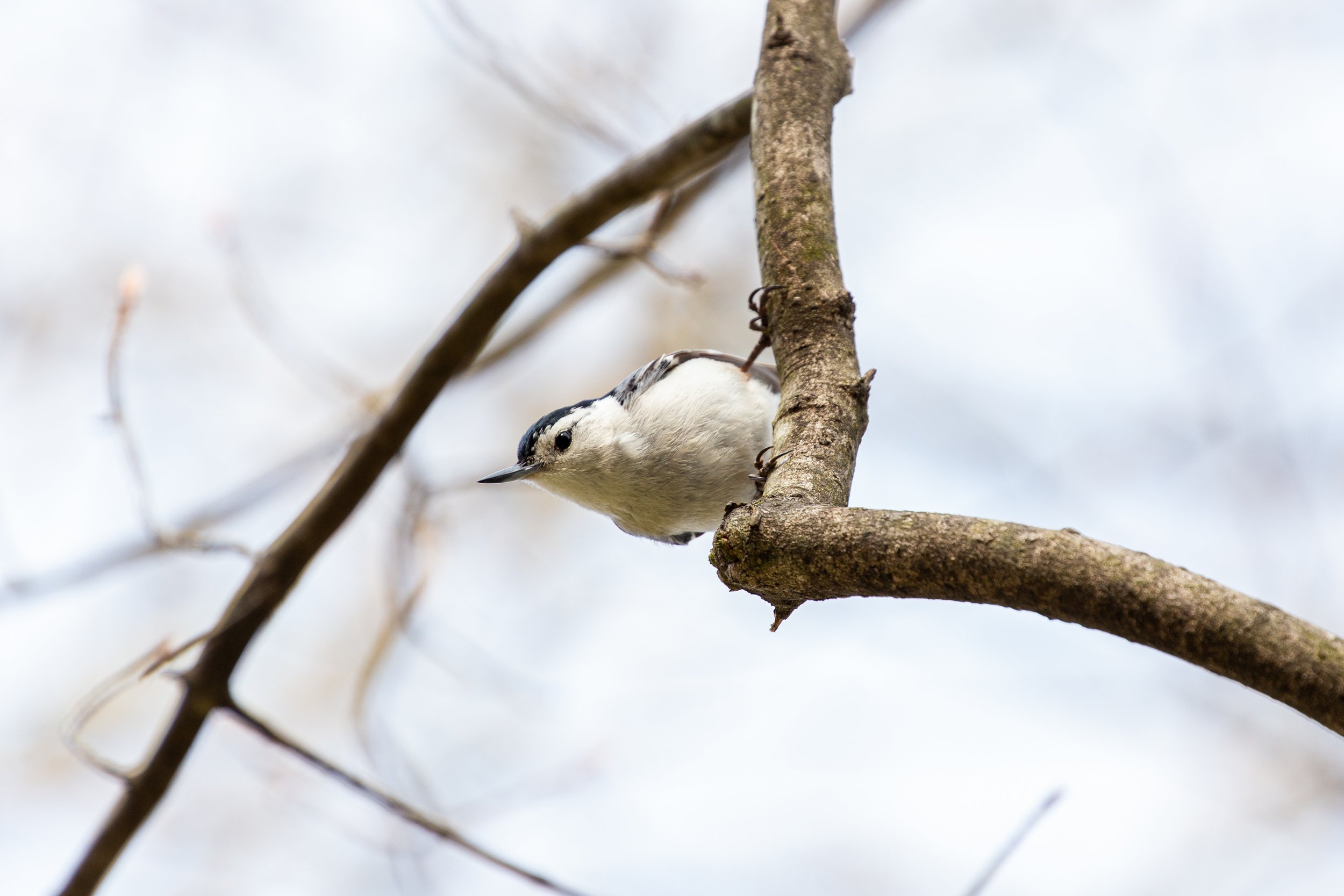 Germantown, New York - Bird Wildlife Photography-13.jpg