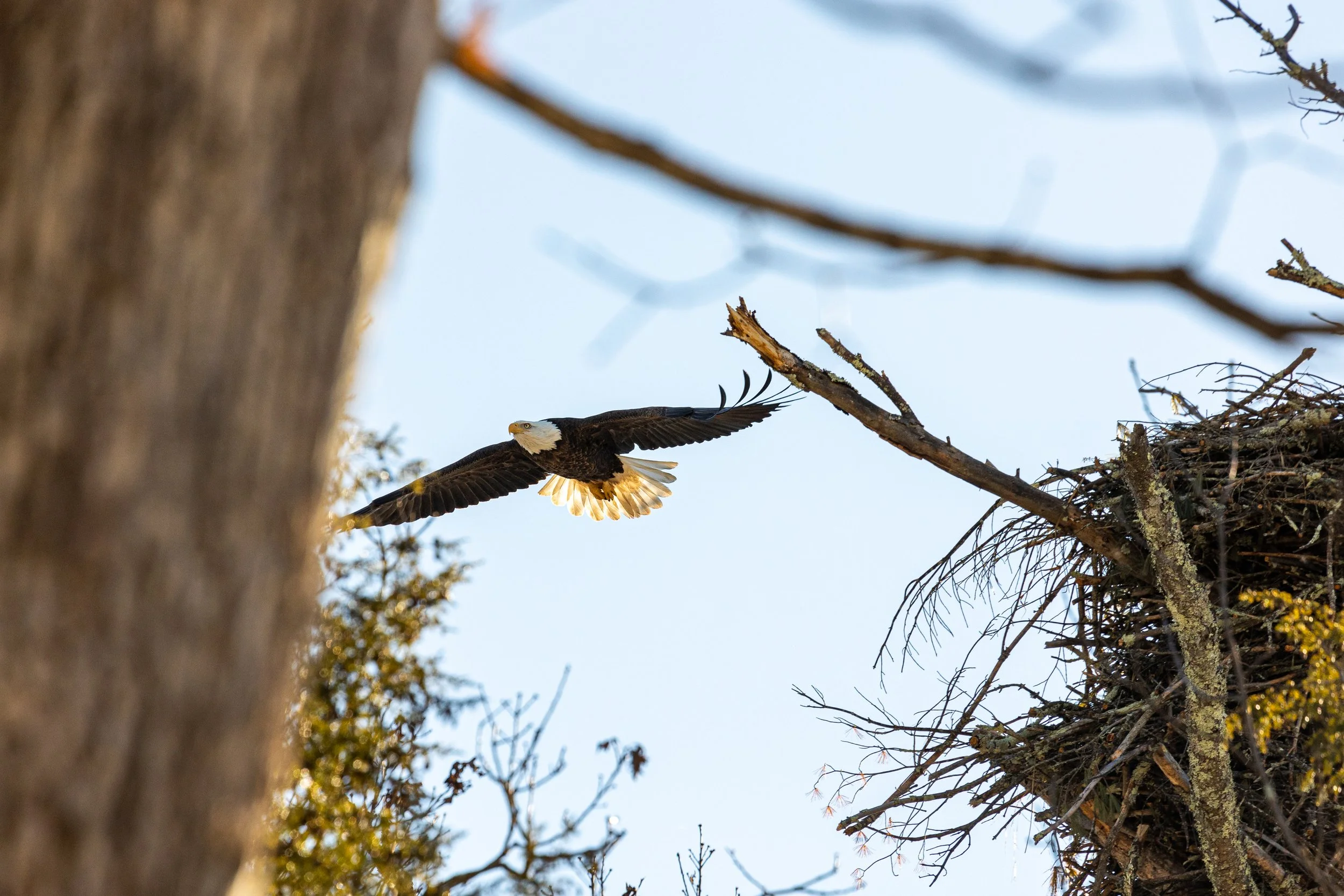 Bald Eagles in Catskills, New York-24.jpg
