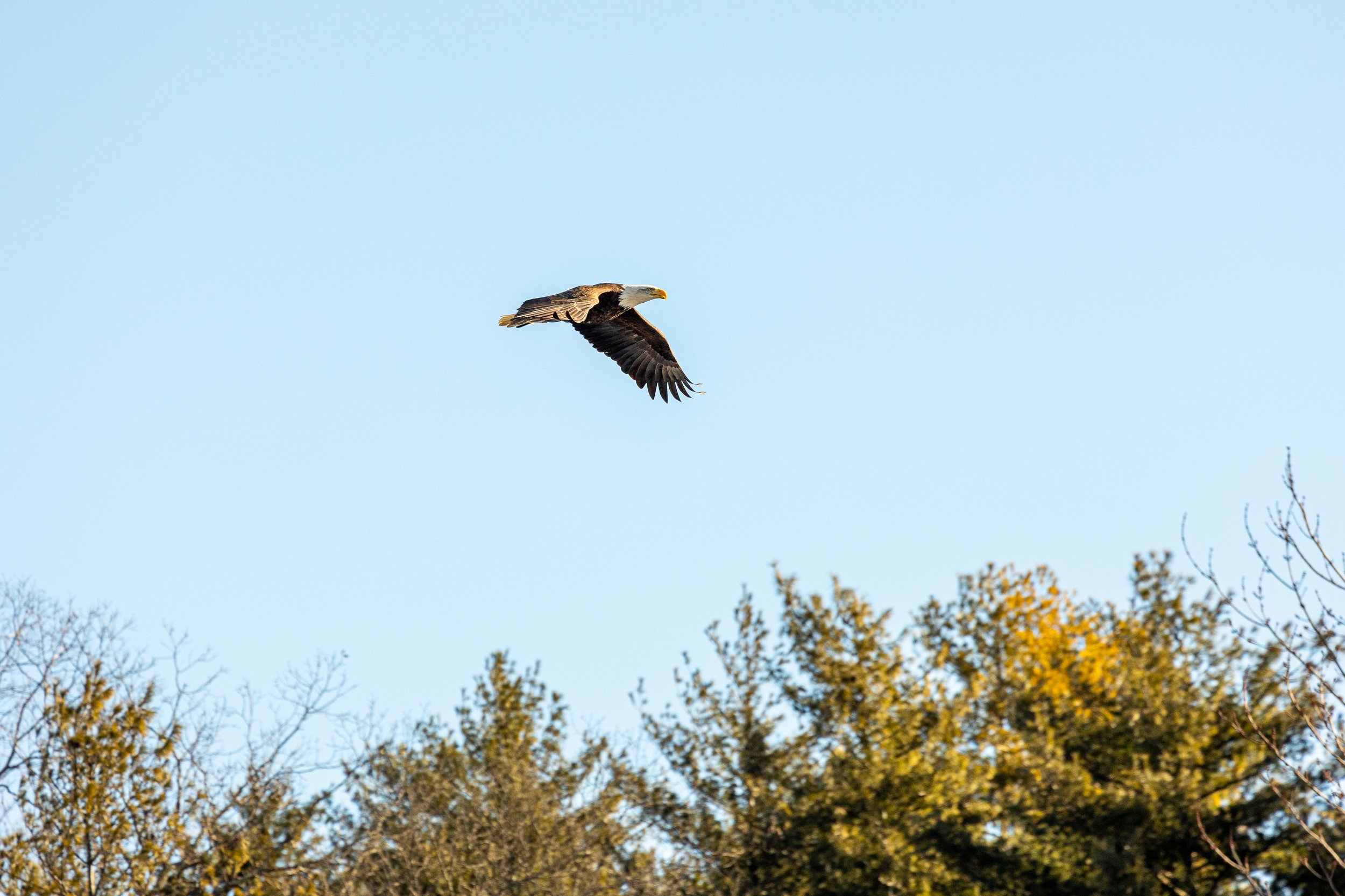 Bald Eagles in Catskills, New York-11.jpg
