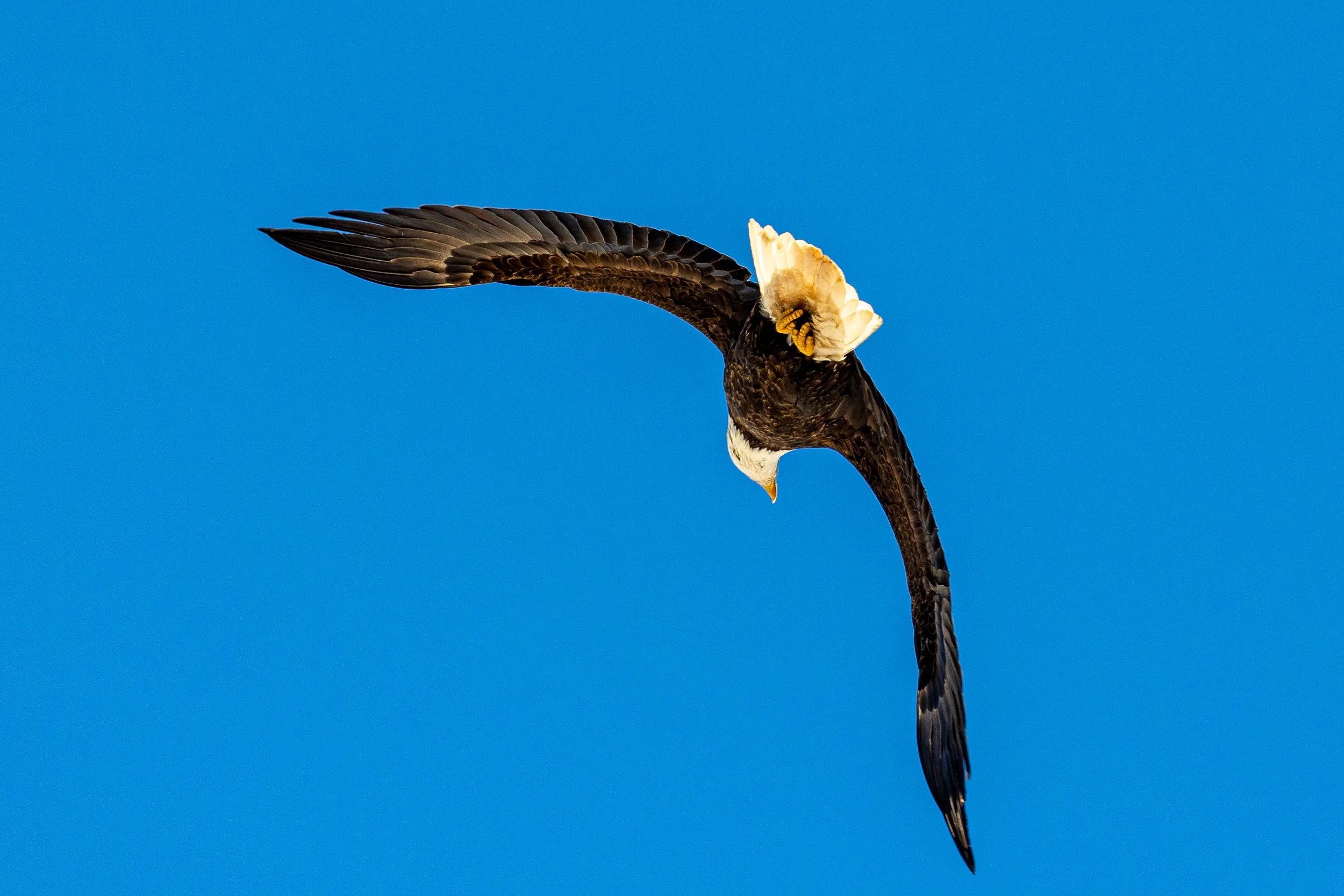 Bald Eagles in Catskills, New York-28.jpg