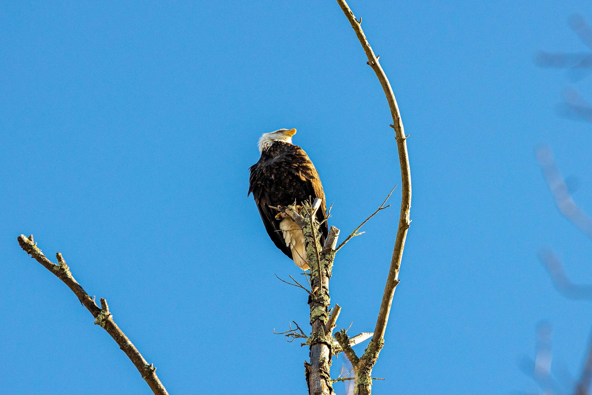 Bald Eagles in Catskills, New York-6.jpg