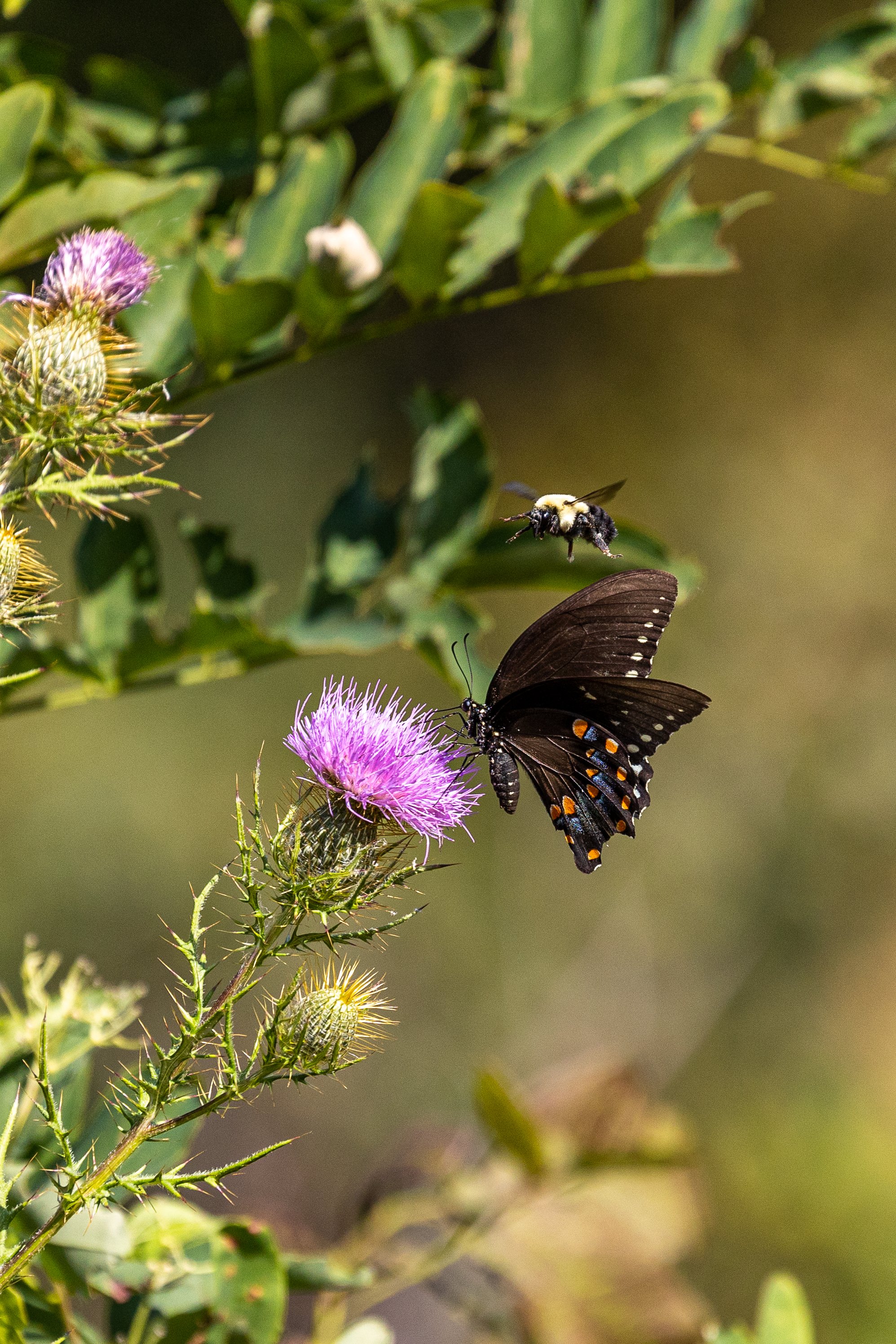 Butterfly and Bee in Virigina - 2.jpg