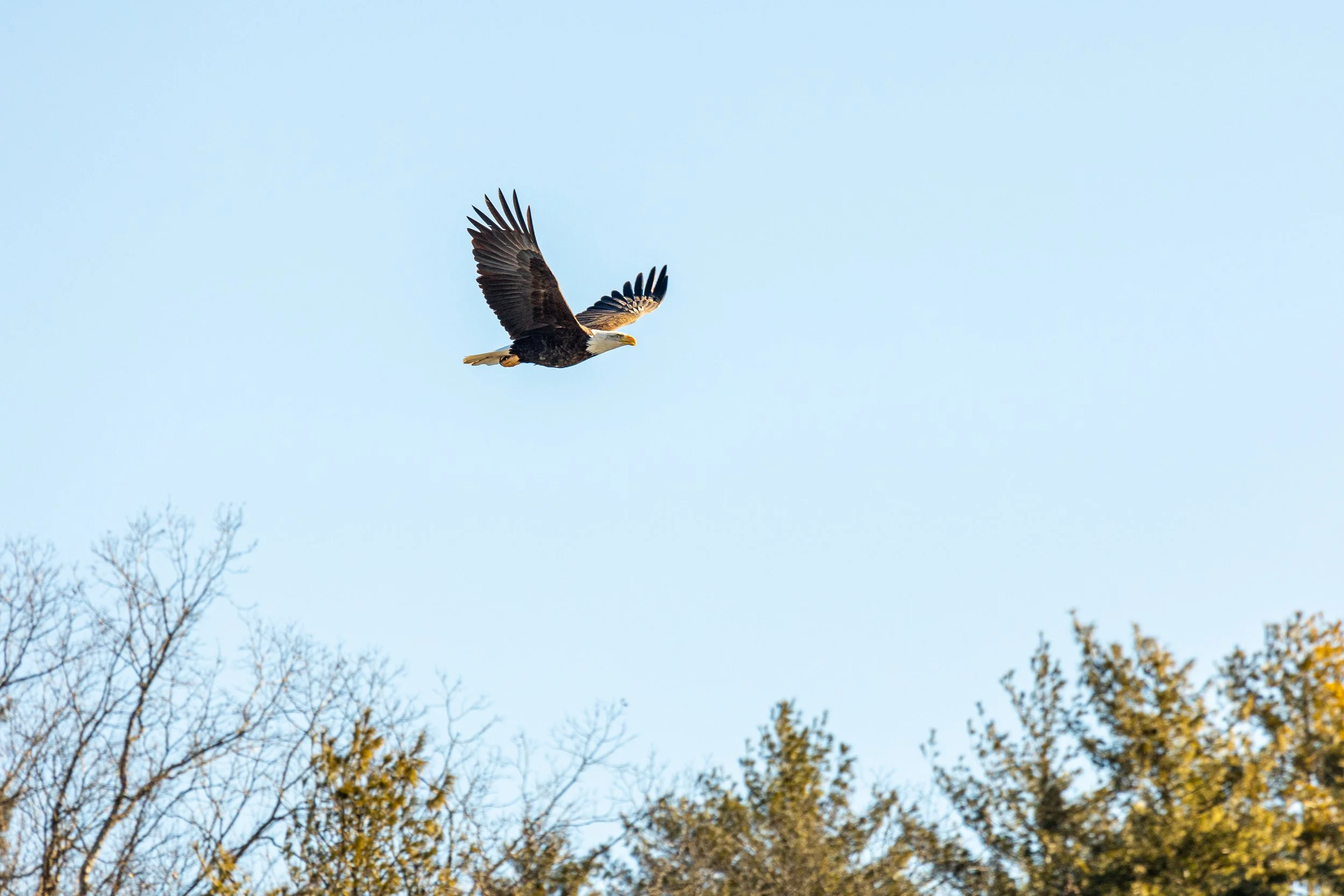 Bald Eagles in Catskills, New York-10.jpg