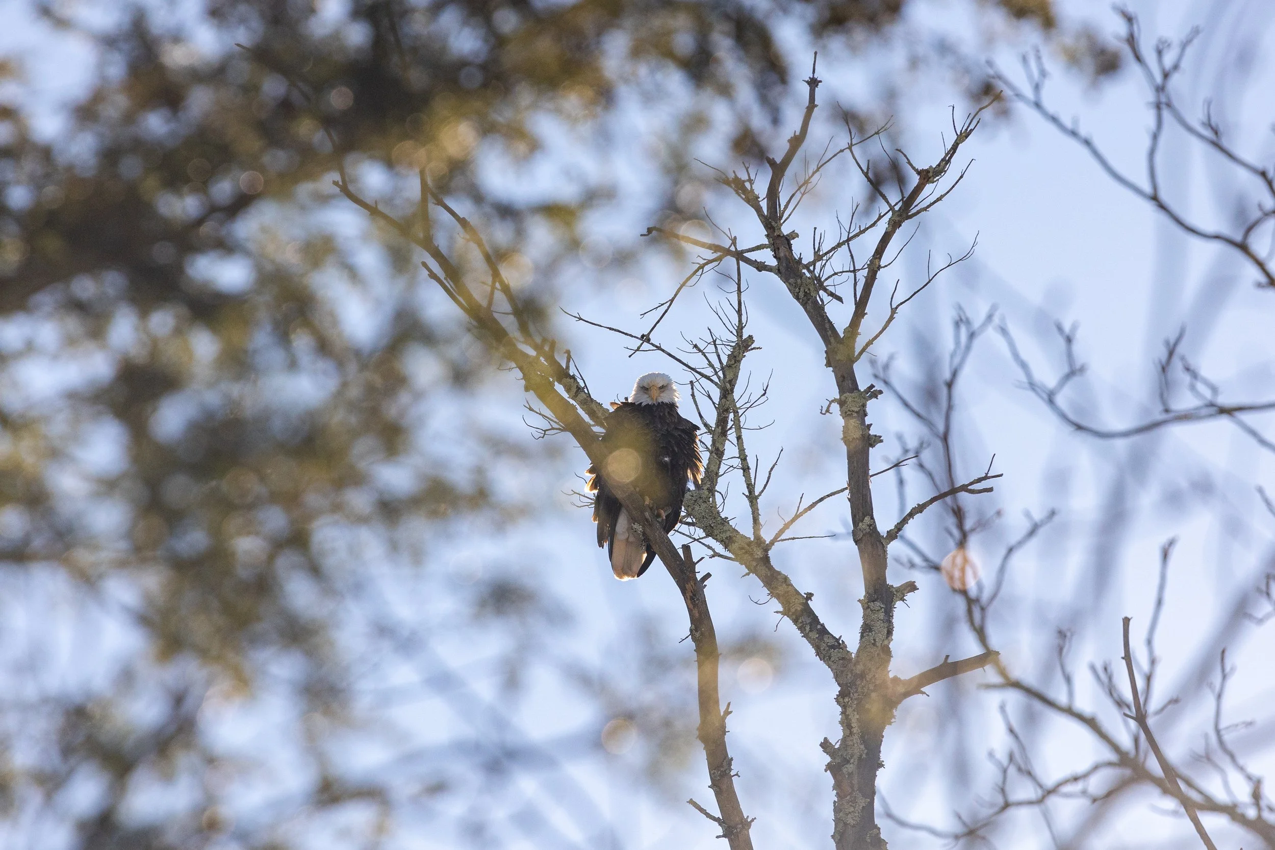Bald Eagles in Catskills, New York-16.jpg