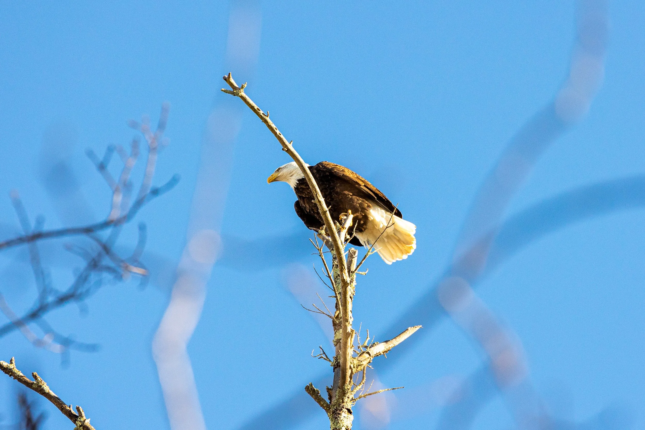 Bald Eagles in Catskills, New York-4.jpg