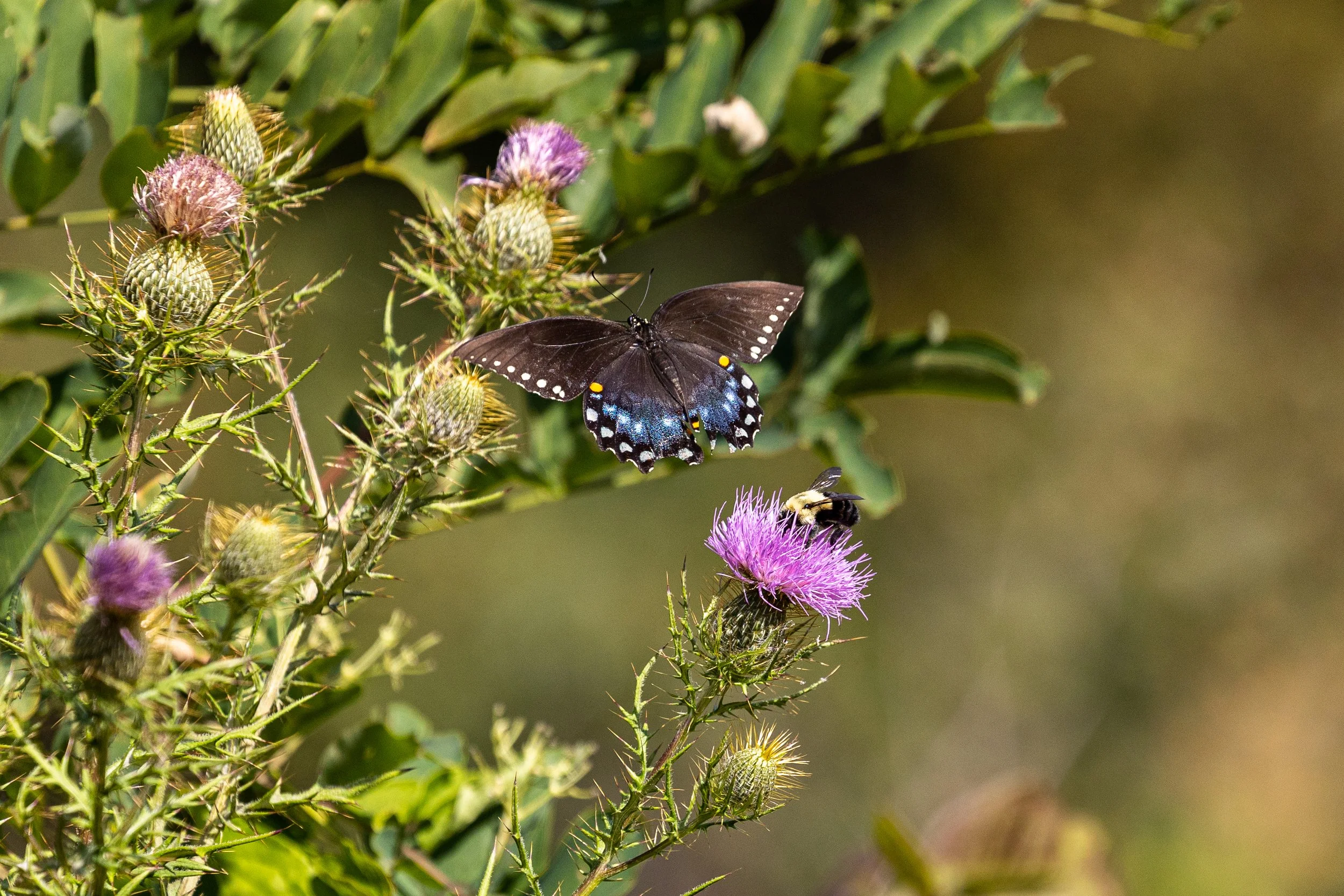 Butterfly and Bee in Virigina - 1.jpg