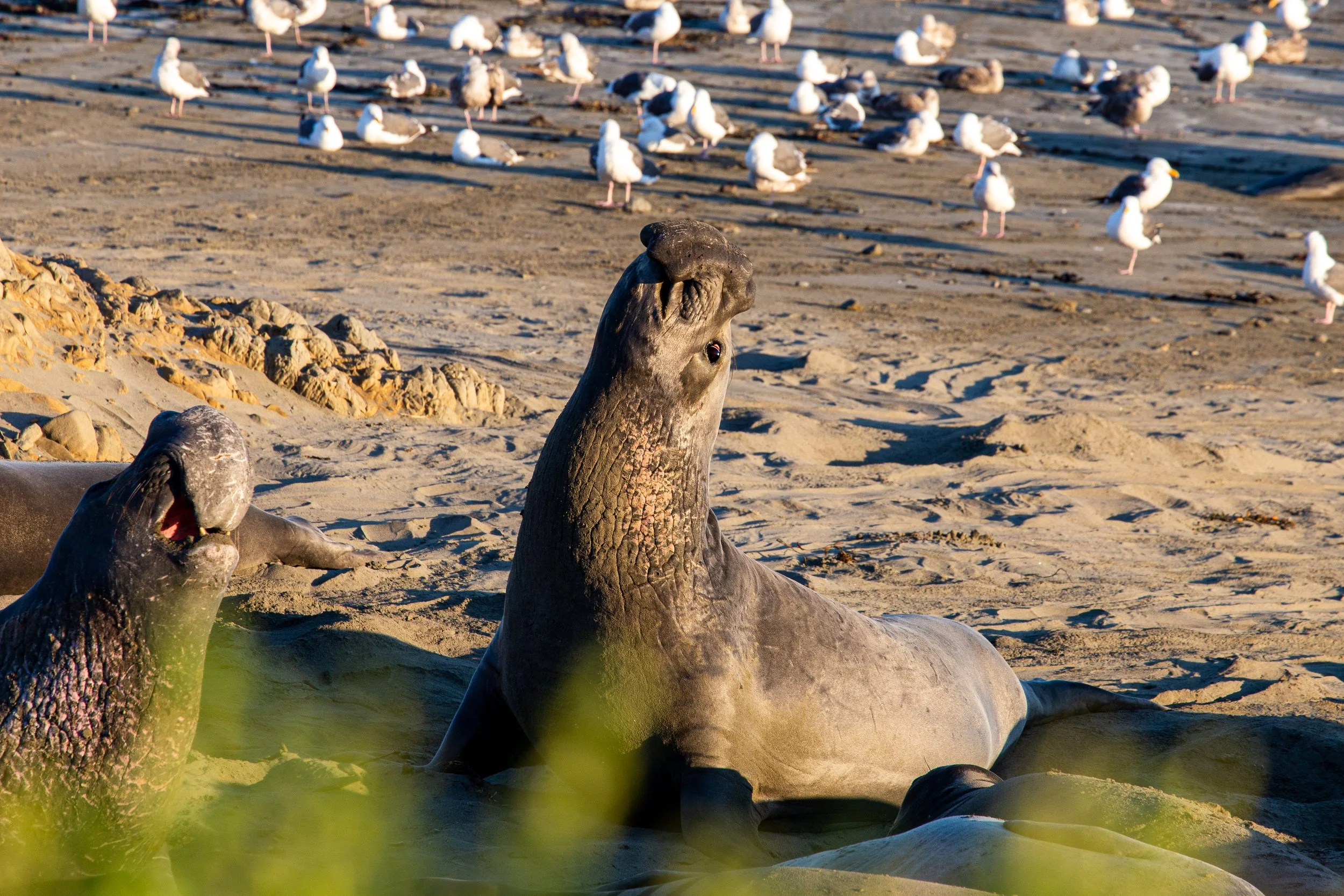 Elephant Seals - California - Wildlife Photography-1.jpg