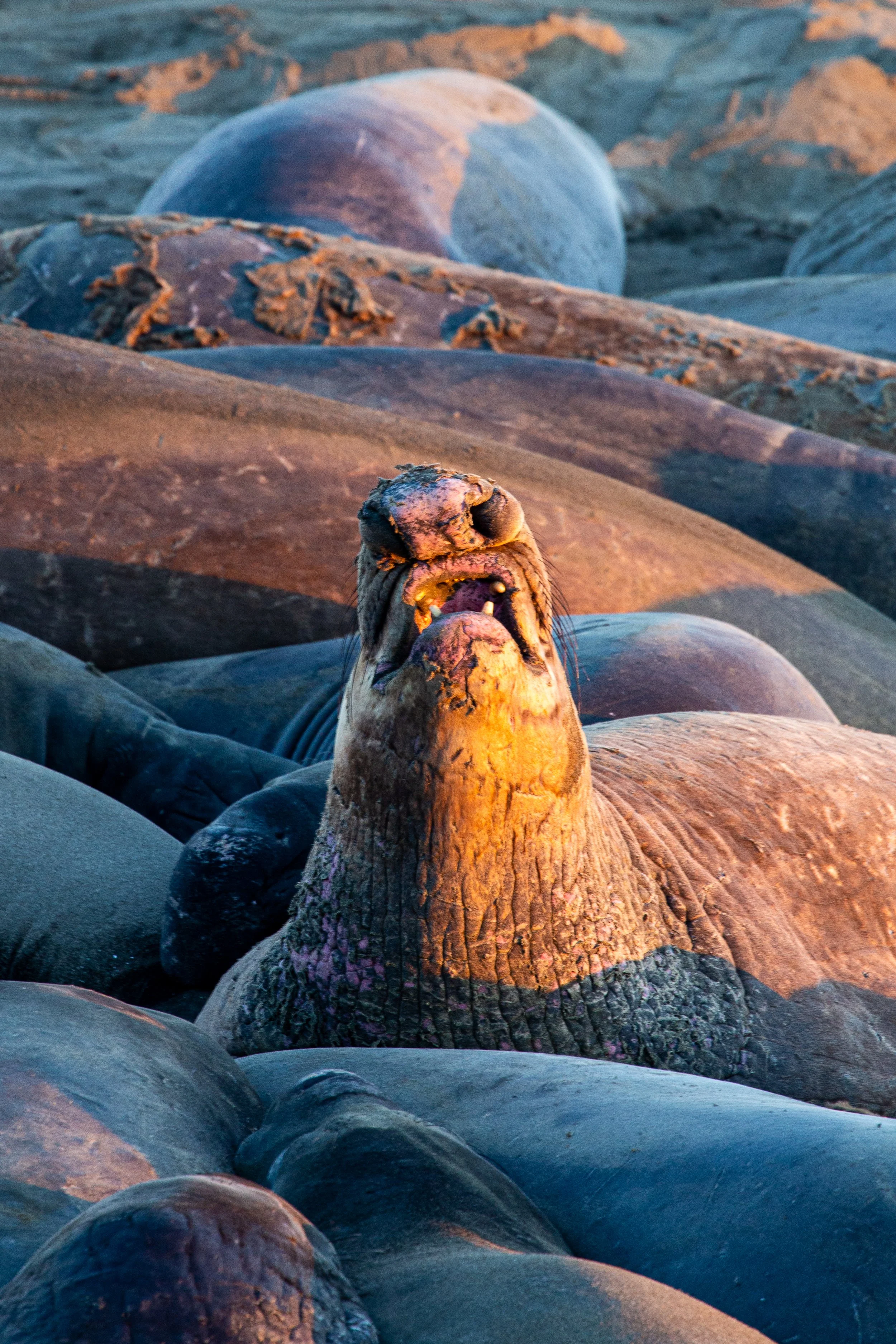Elephant Seals - California - Wildlife Photography-5.jpg