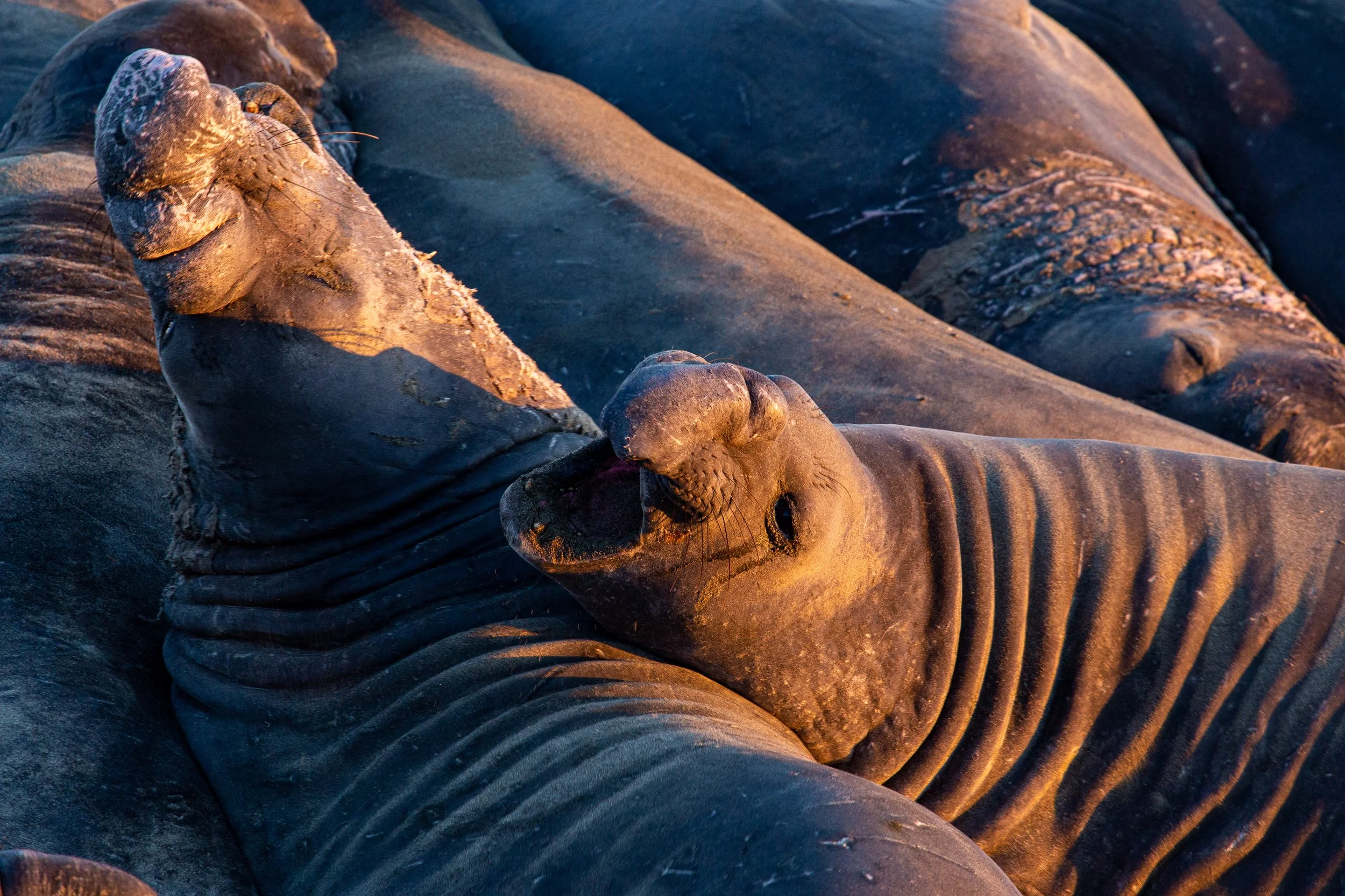 Elephant Seals - California - Wildlife Photography-4.jpg