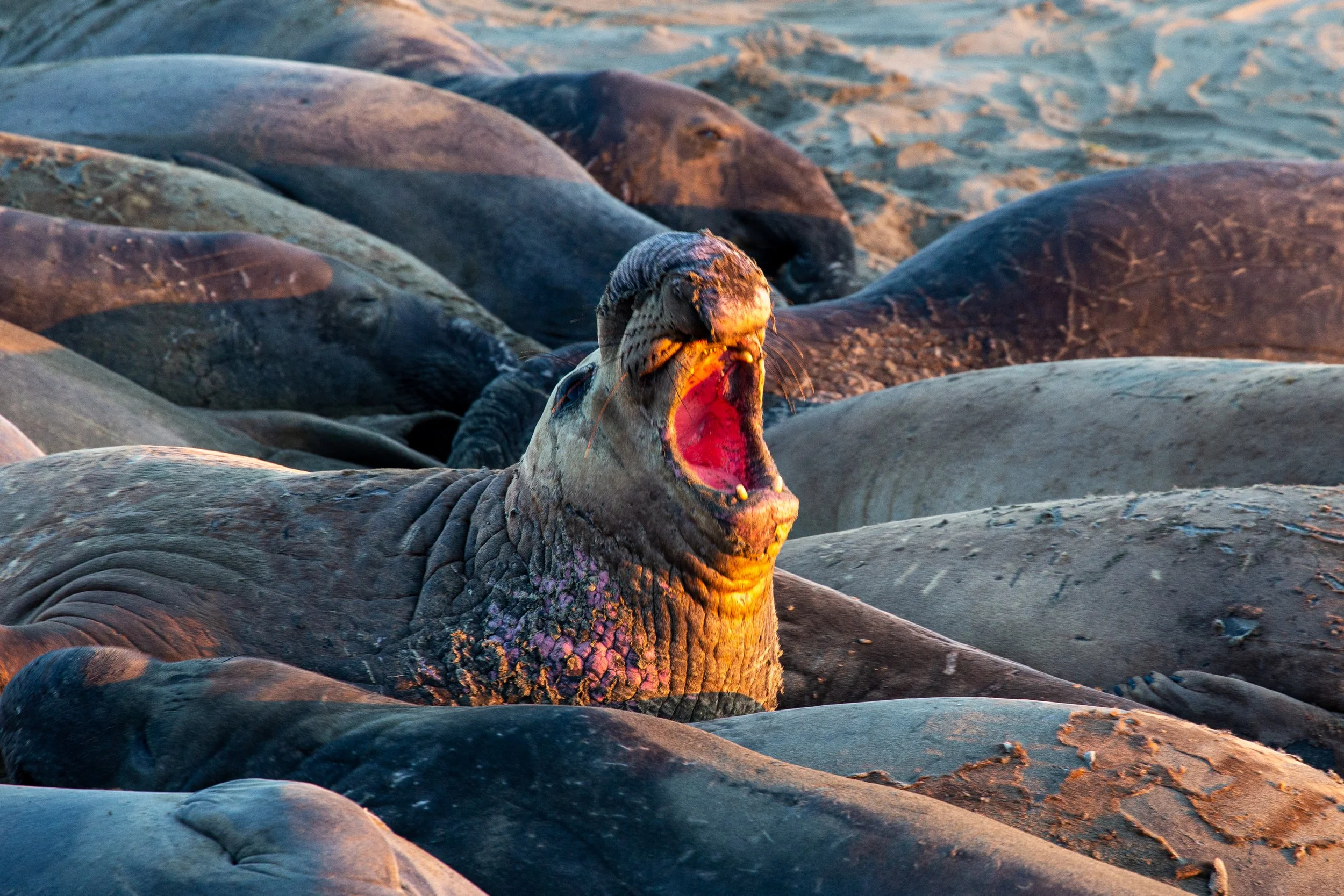 Elephant Seals - California - Wildlife Photography-6.jpg