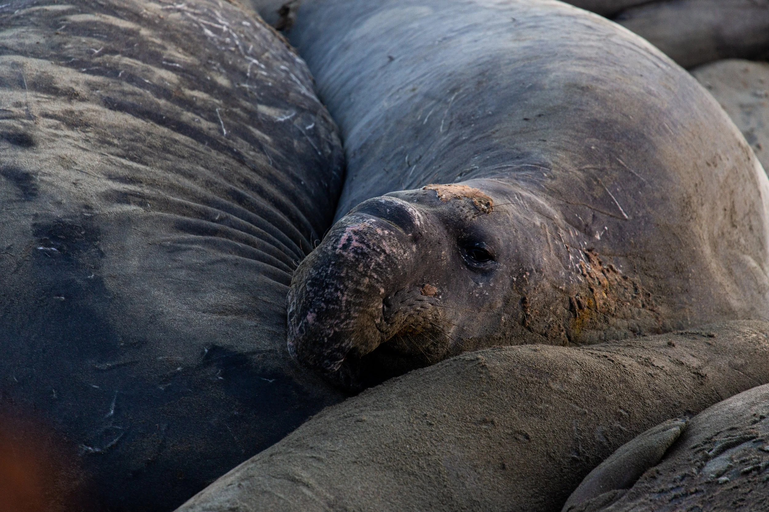 Elephant Seals - California - Wildlife Photography-10.jpg