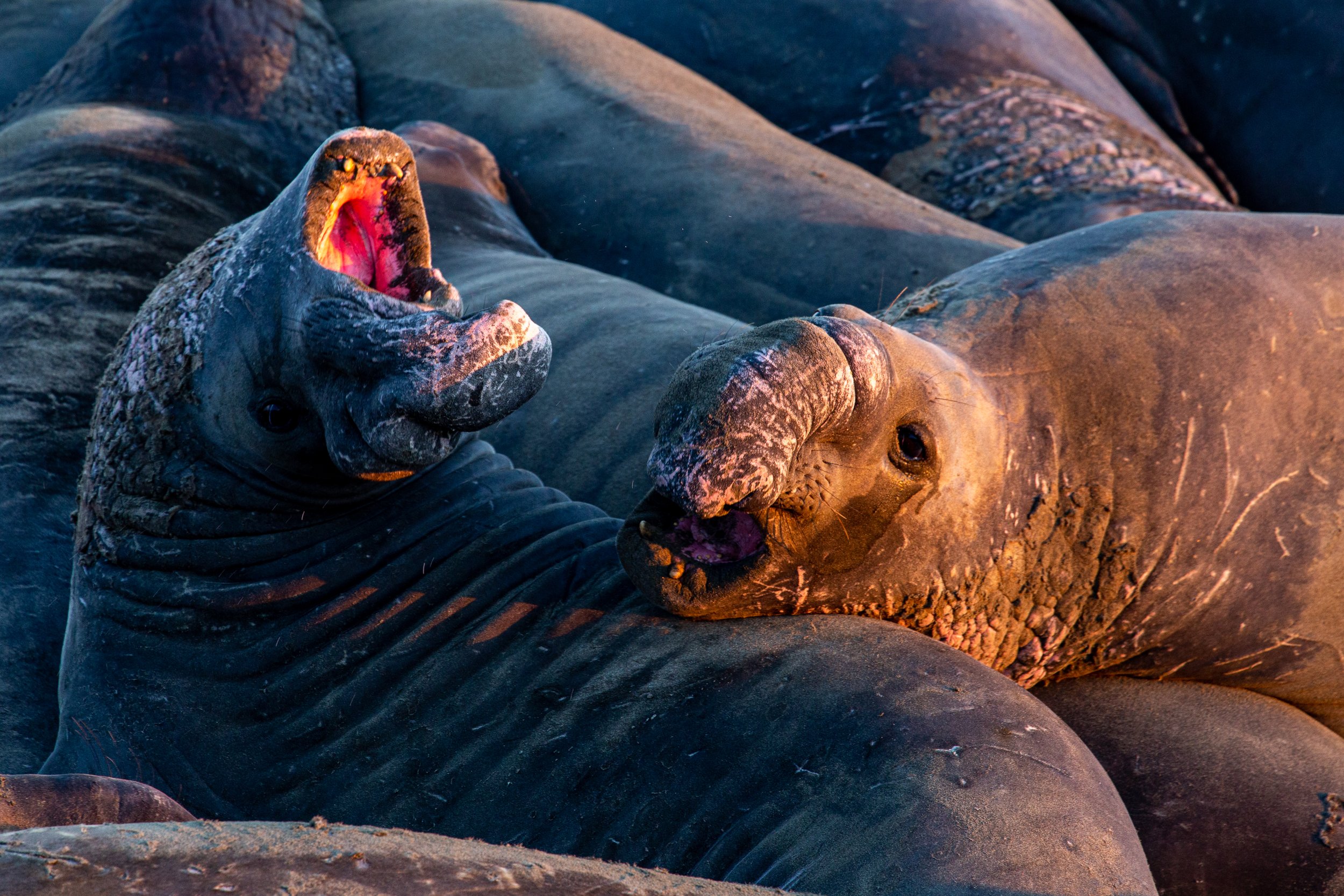 Elephant Seals - California - Wildlife Photography-8.jpg