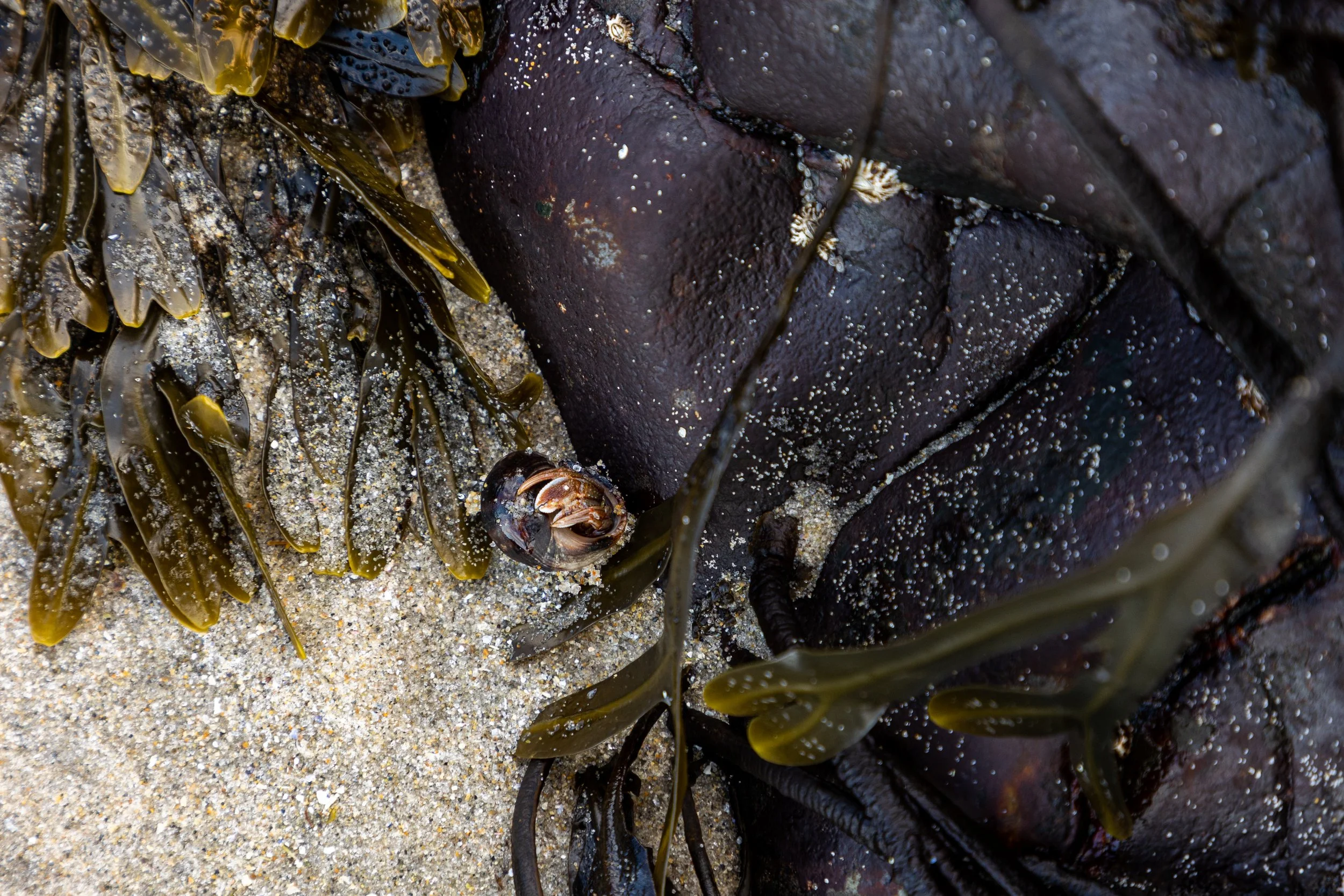 Fortunes Rock Beach - Maine-10.jpg
