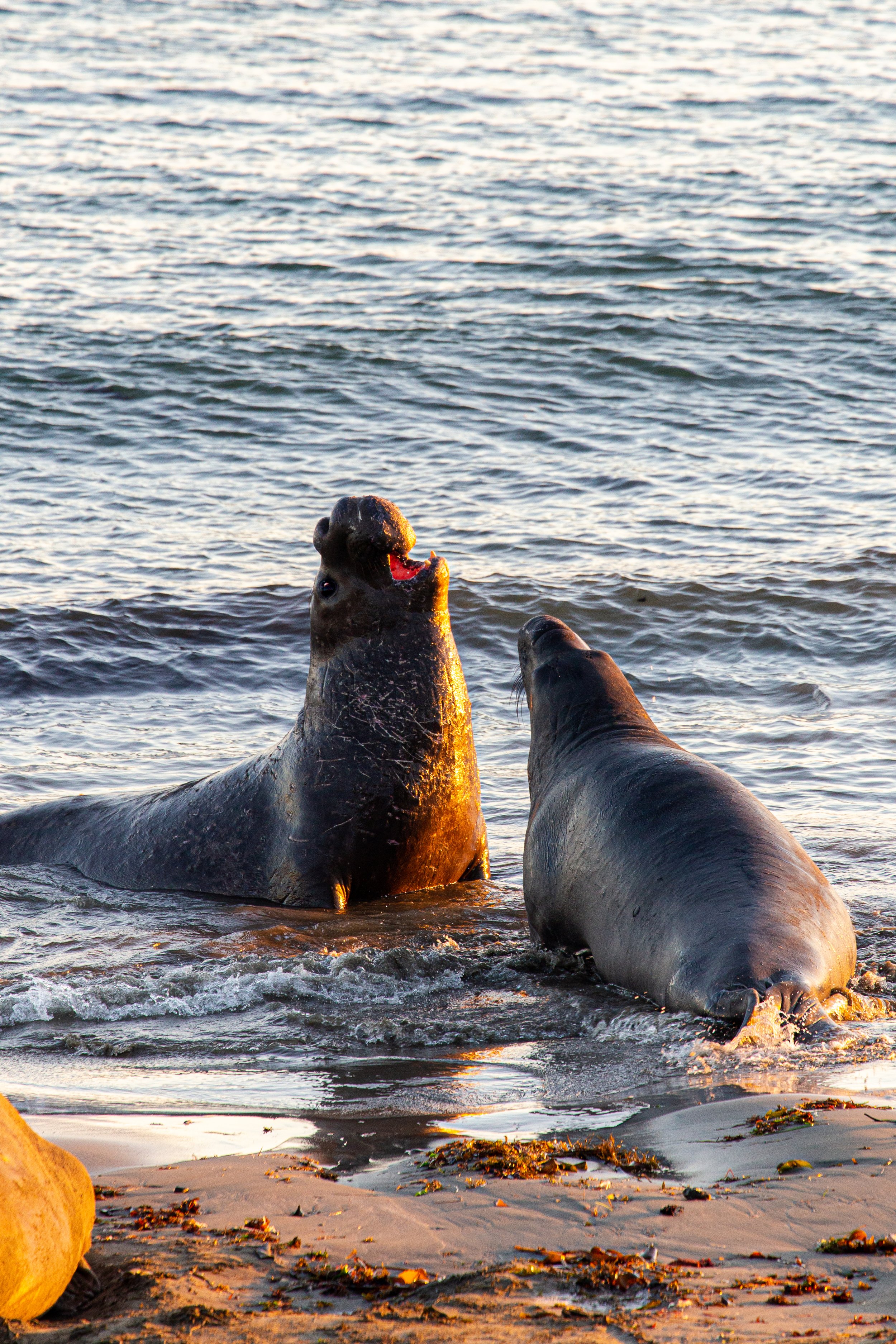 Elephant Seals - California - Wildlife Photography-2.jpg