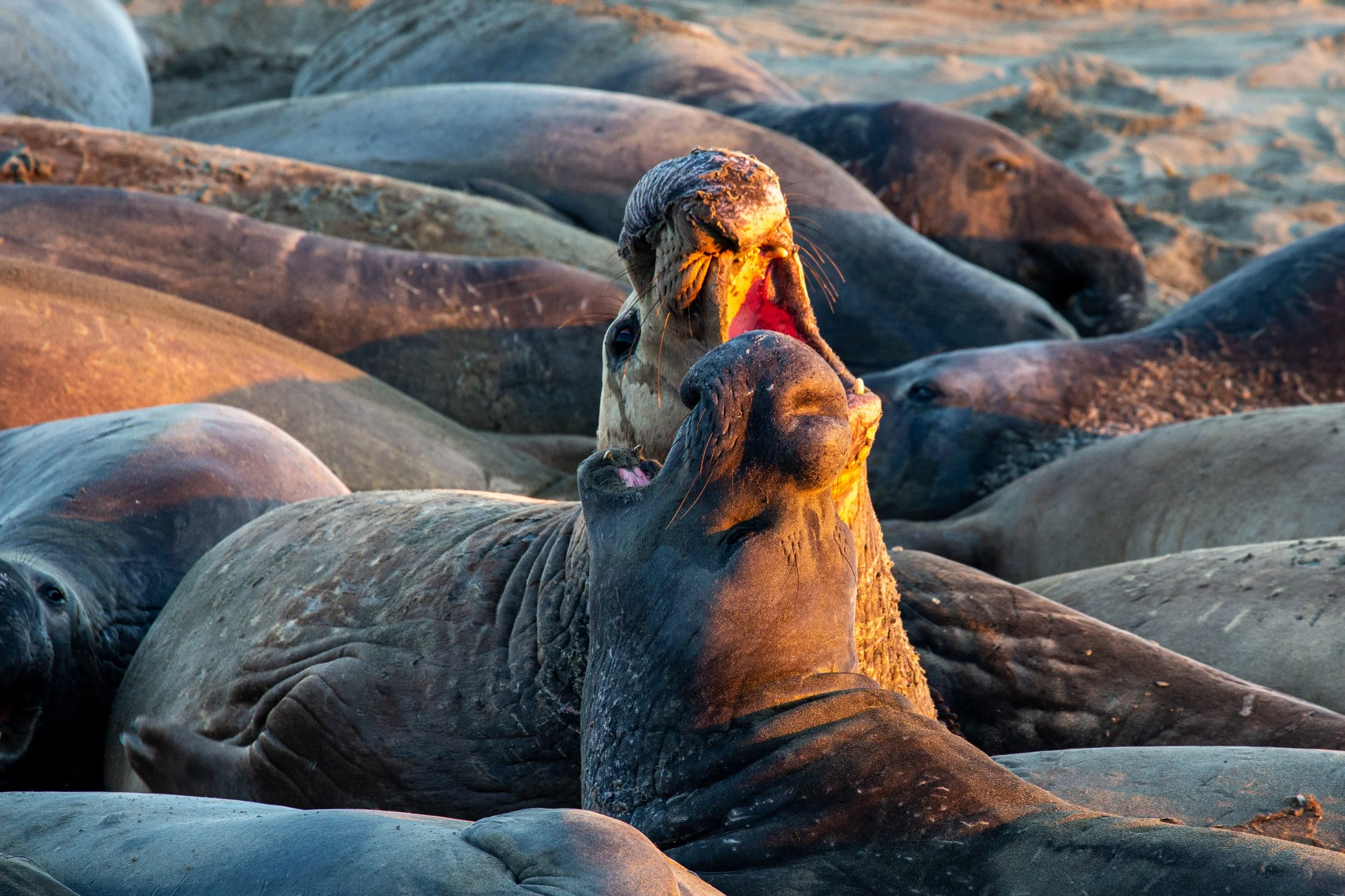 Elephant Seals - California - Wildlife Photography-7.jpg