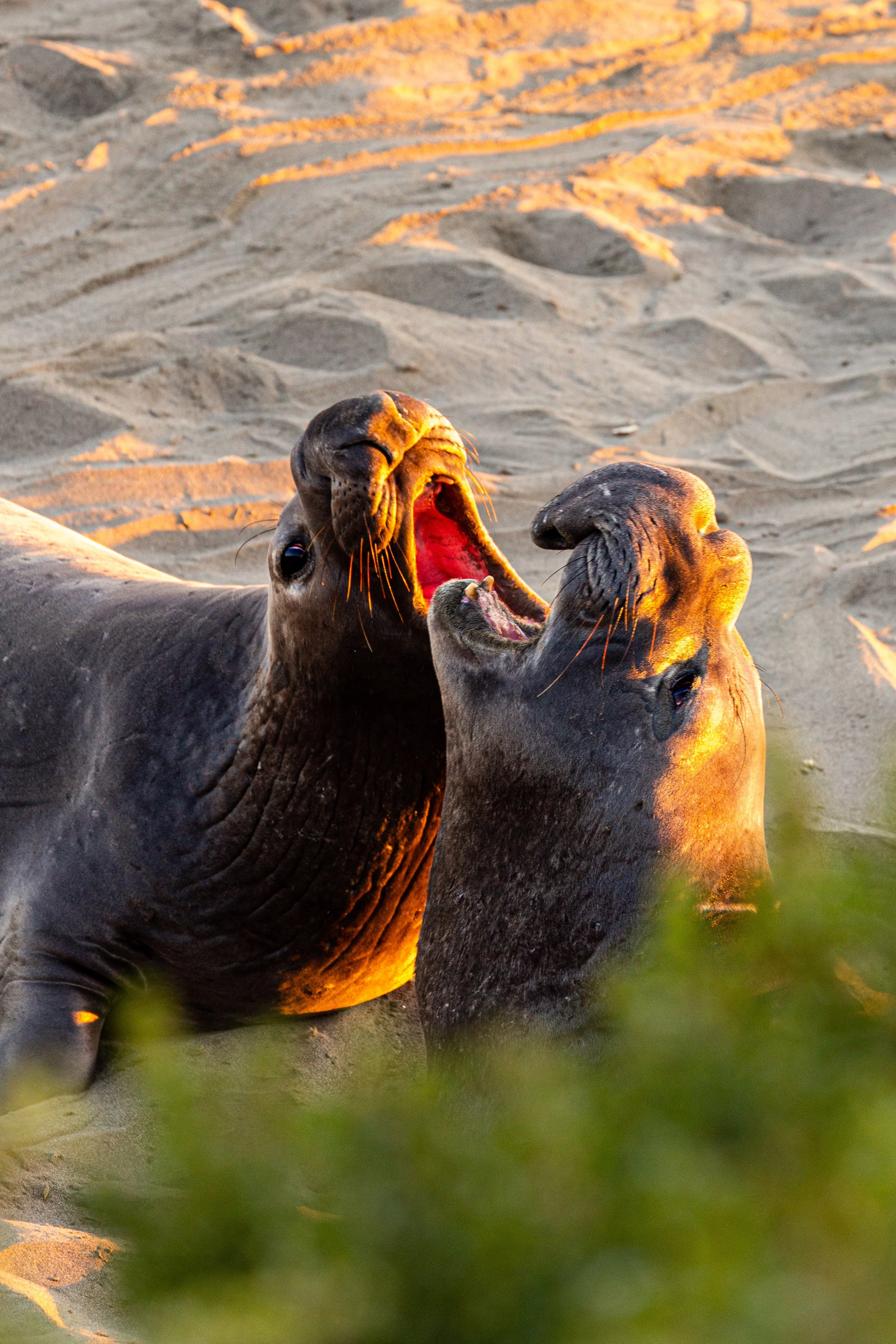 Elephant Seals - California - Wildlife Photography-3.jpg