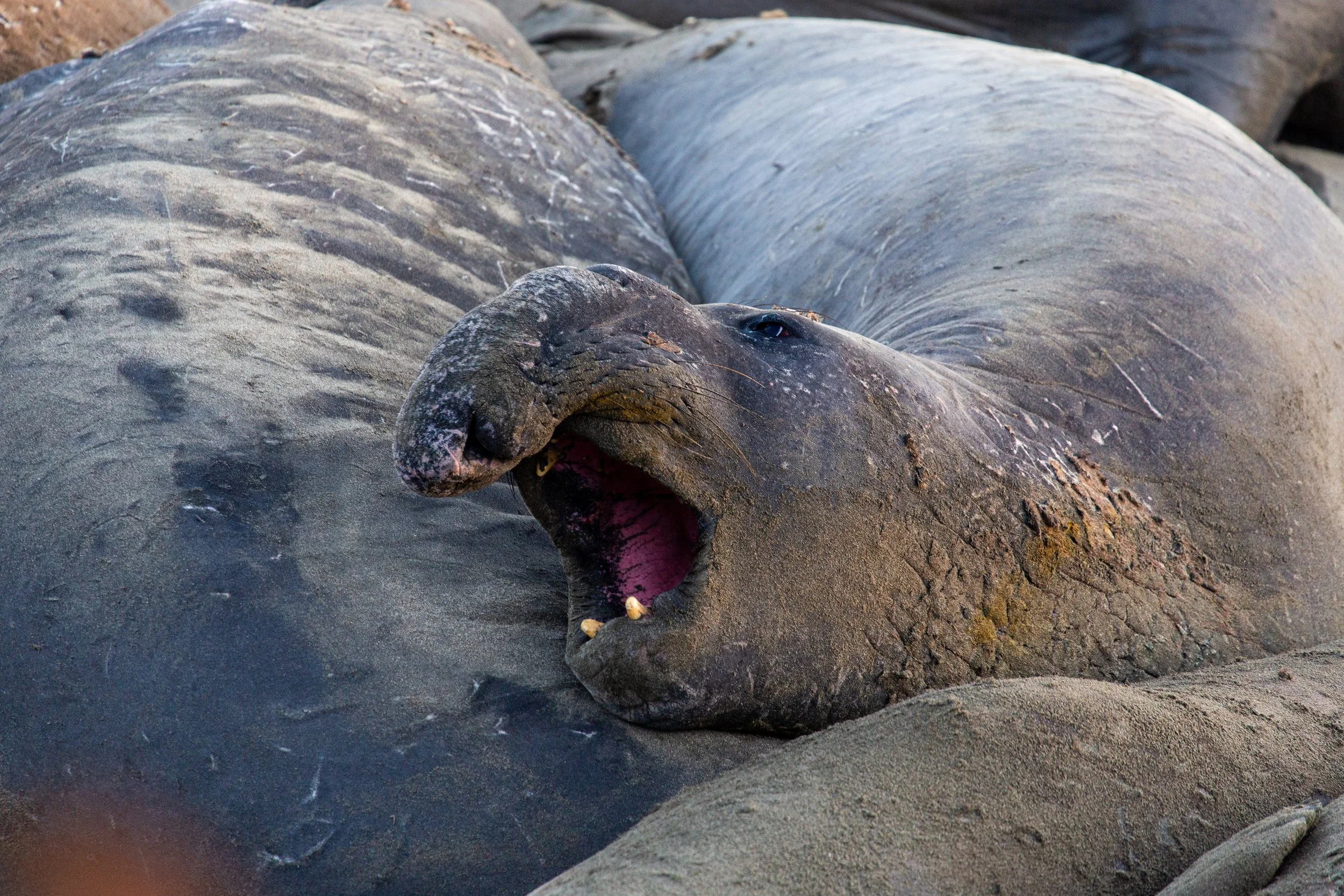 Elephant Seals - California - Wildlife Photography-9.jpg