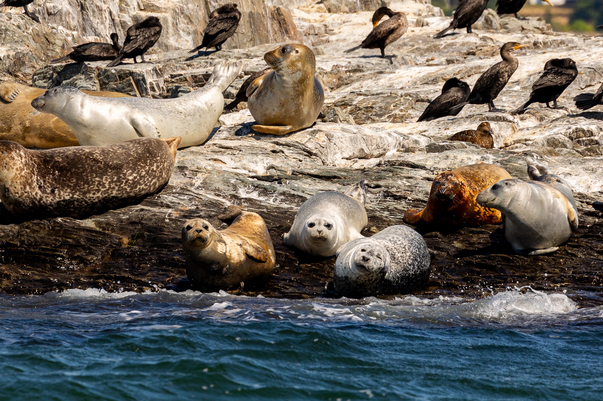 Seal Watching Tour - Portland, Maine-4.jpg