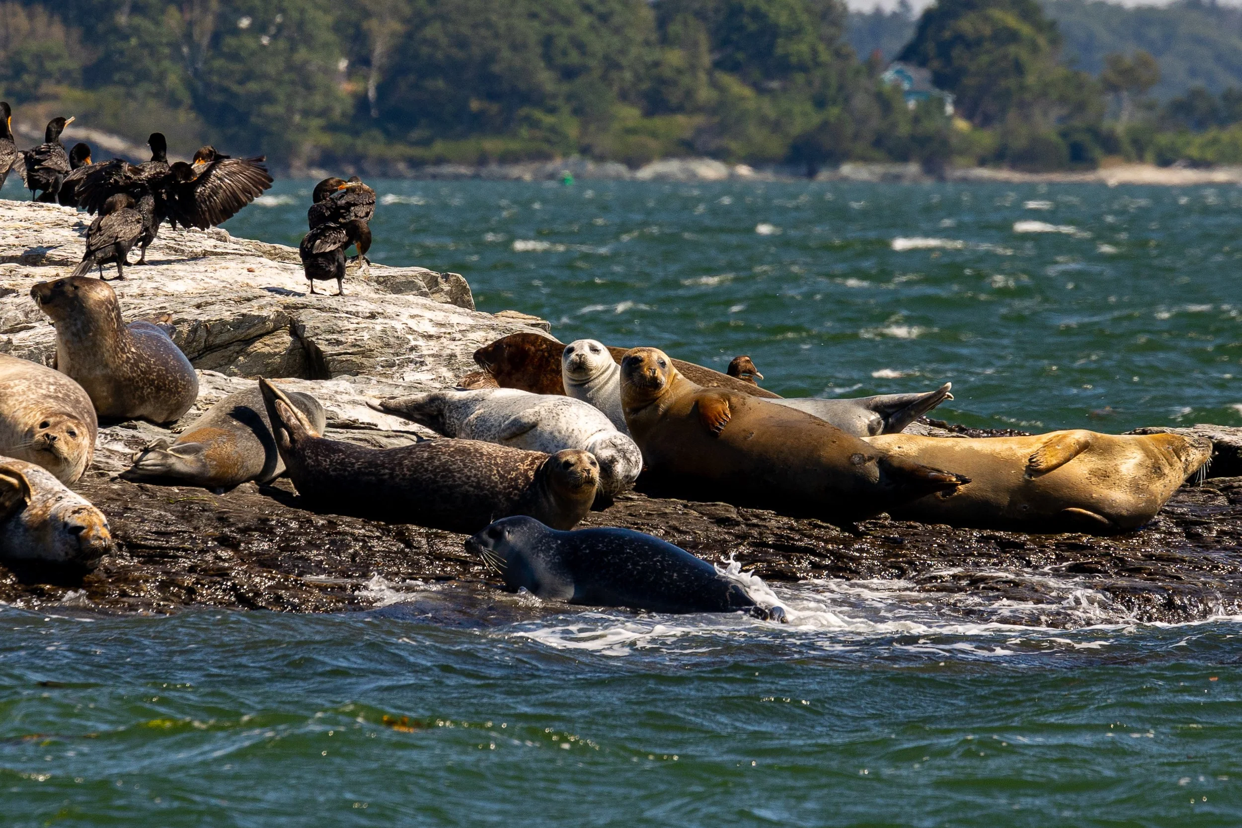 Seal Watching Tour - Portland, Maine-2.jpg
