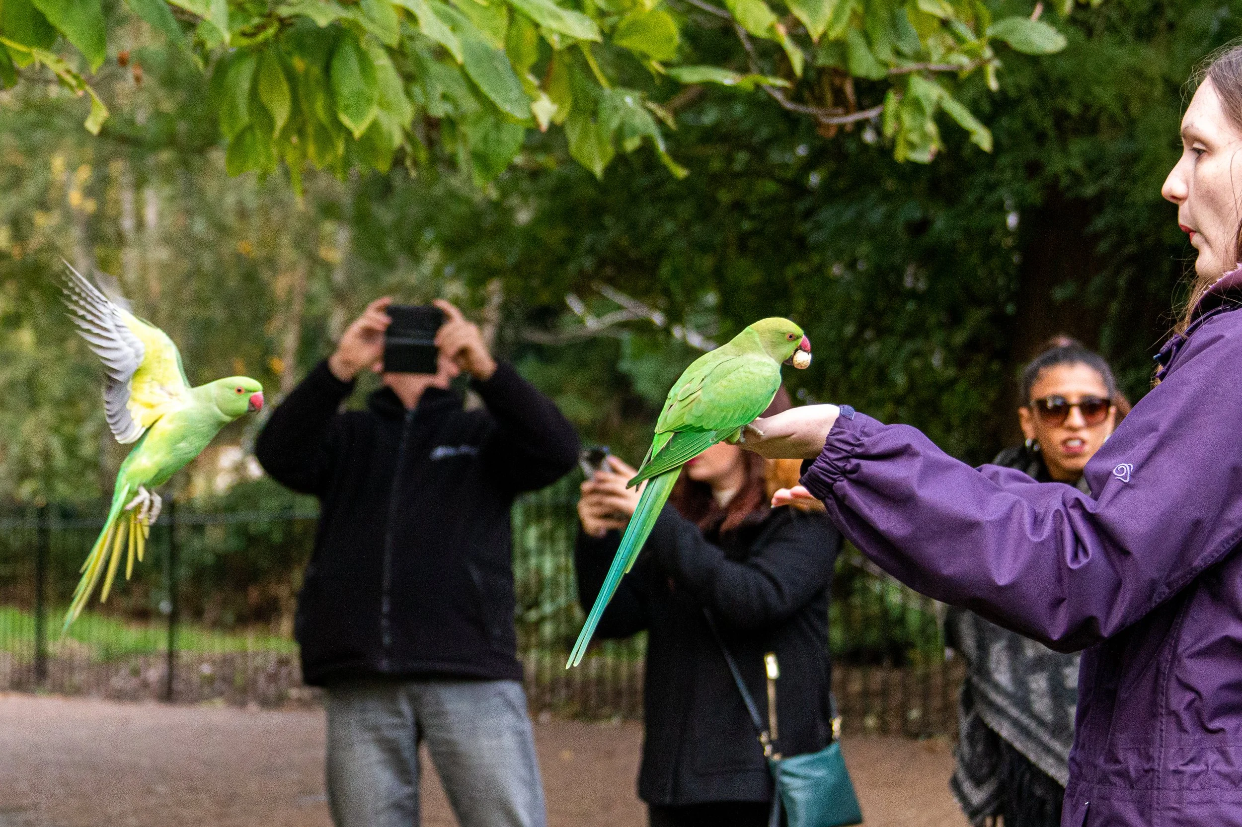 London, England Street and Bird Photography-2.jpg