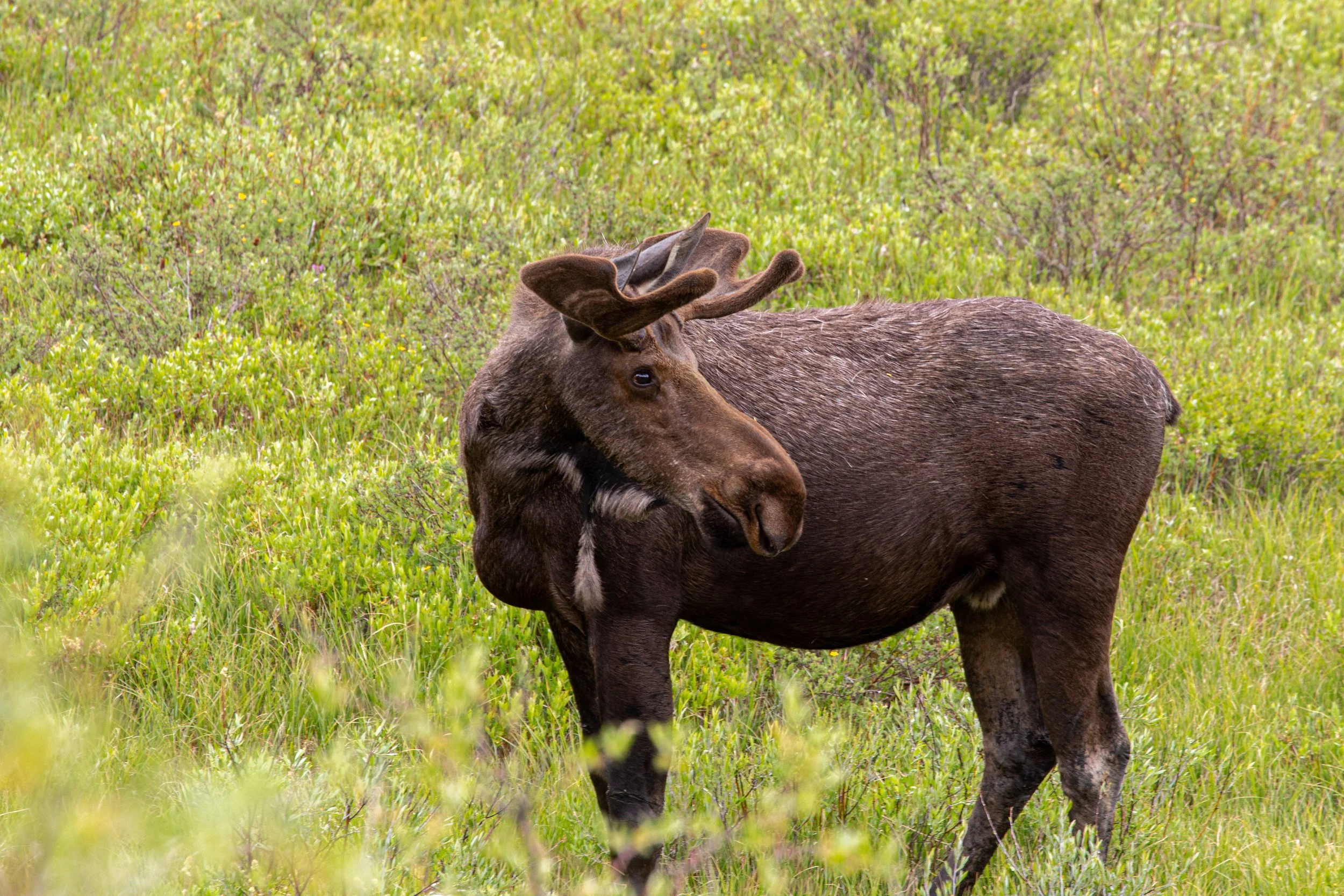 Moose - Colorado - Wildlife Photography4.jpg
