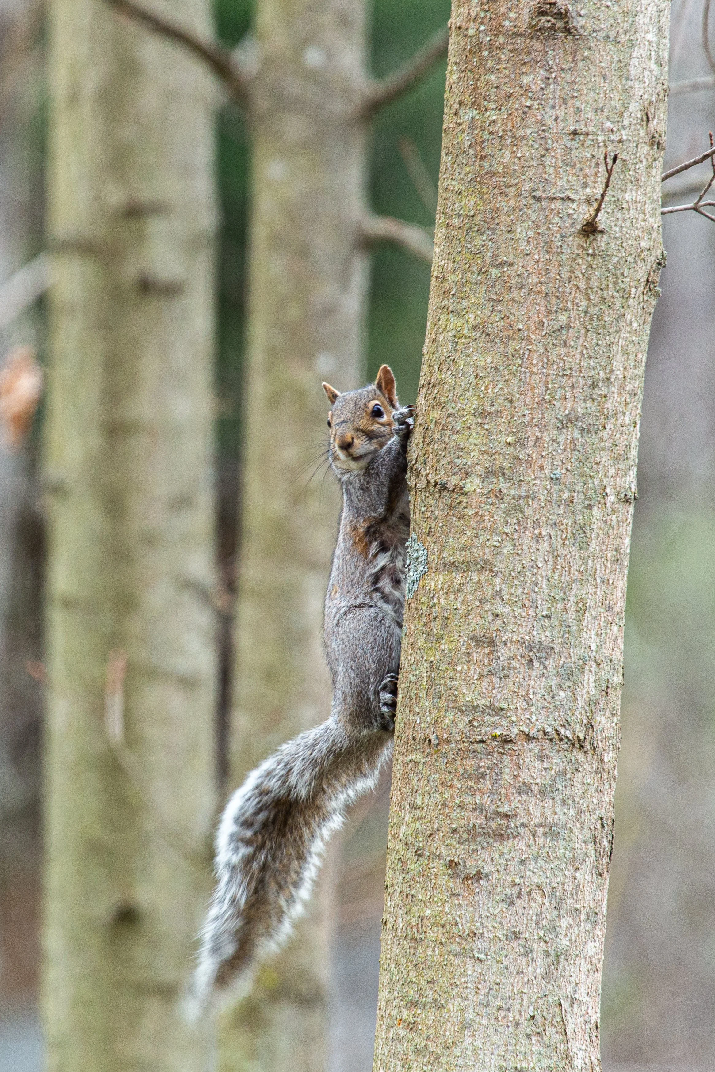 Germantown, New York - Wildlife Photography-1.jpg