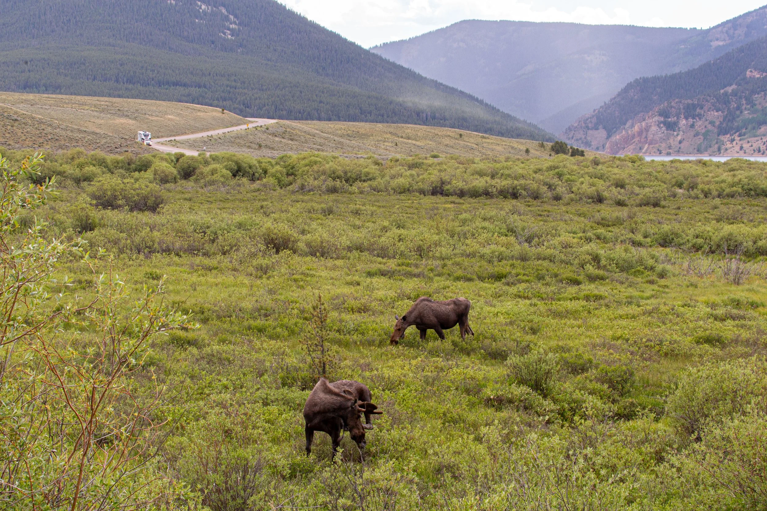 Moose - Colorado - Wildlife Photography2.jpg