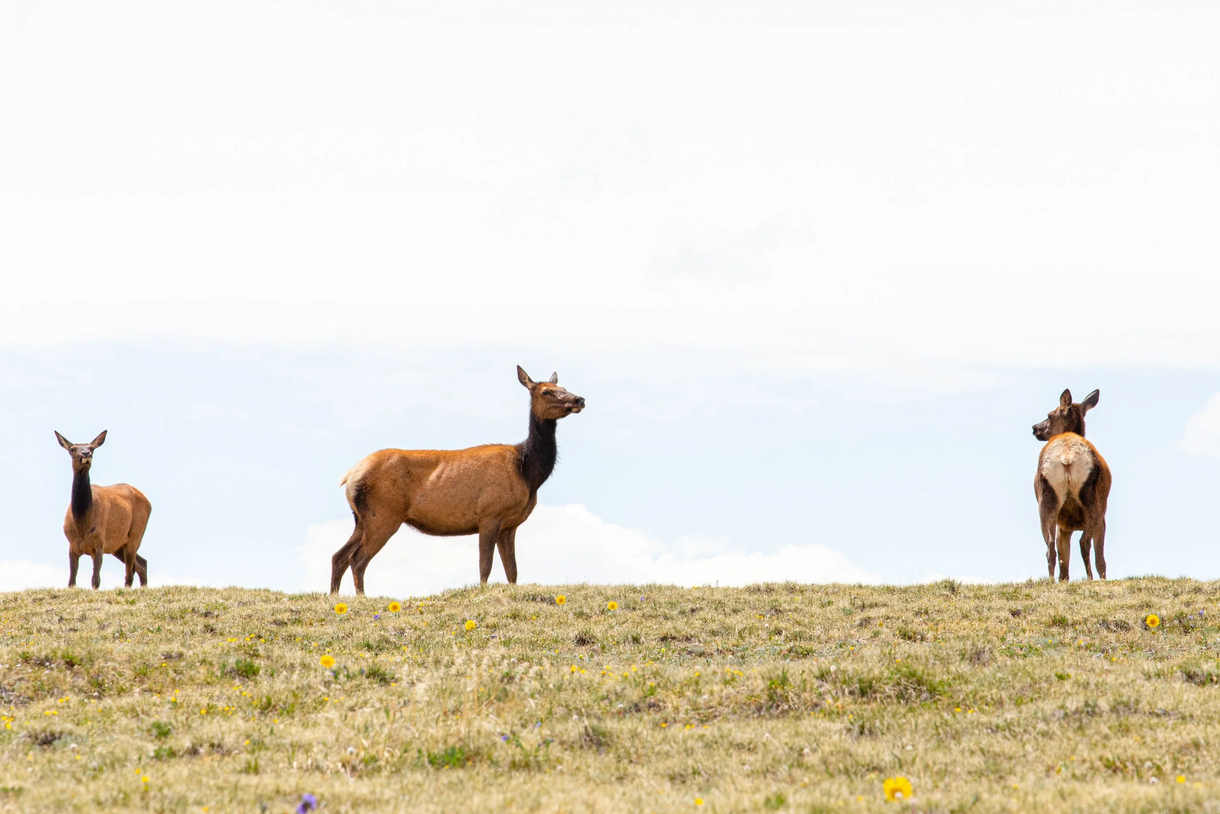 Elk - Colorado - Wildlife Photography1.jpg