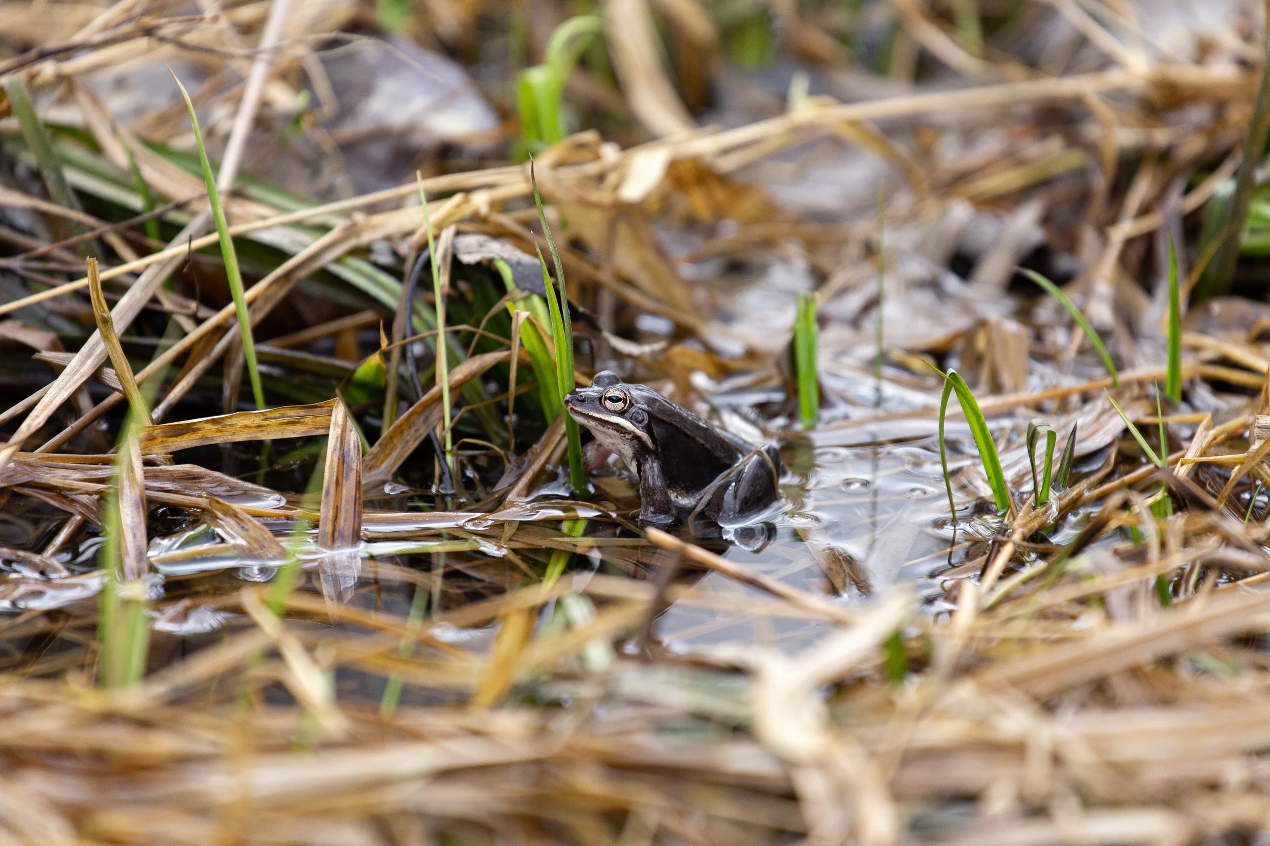 Frog - Germantown NY Wildlife Photographer-4.jpg