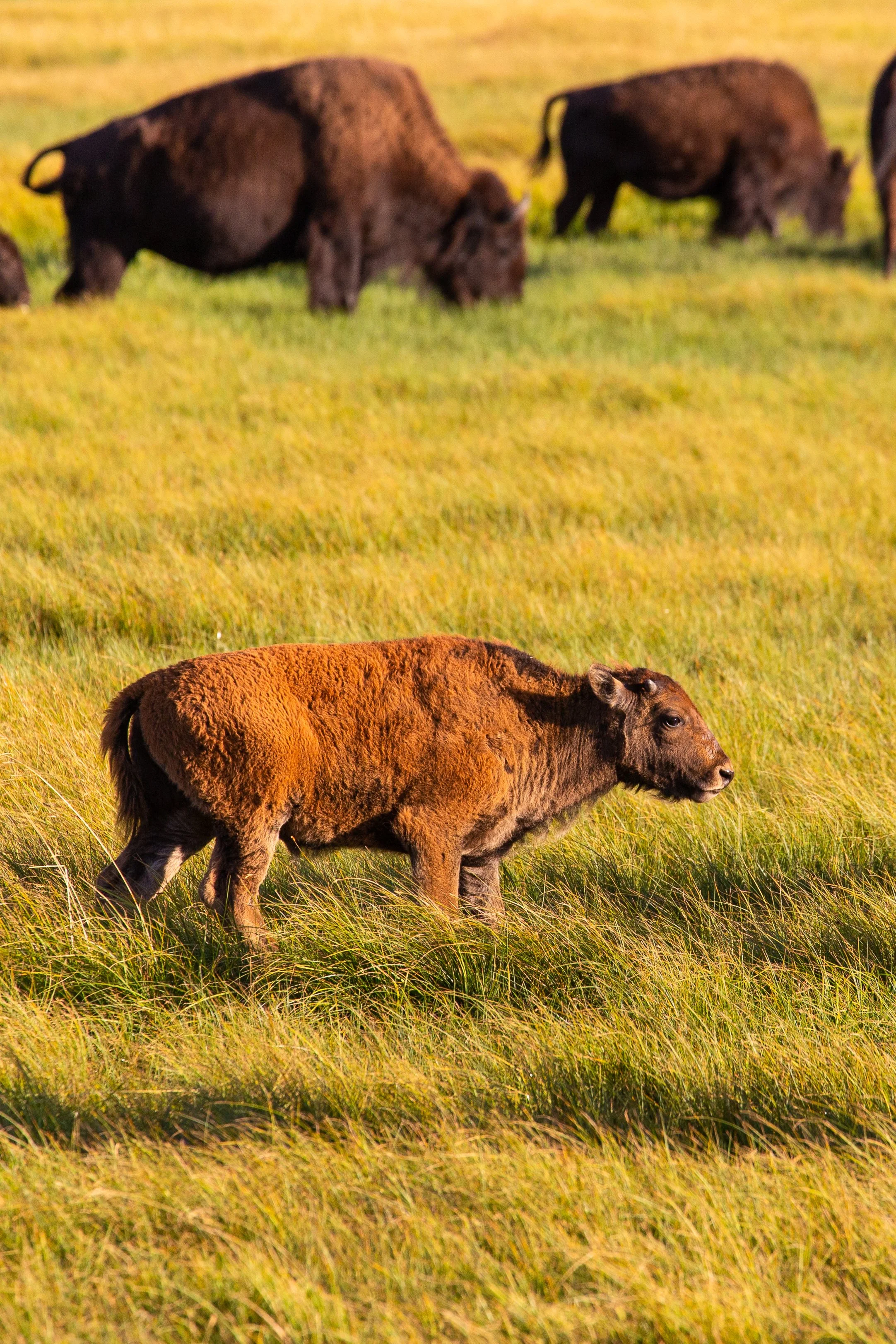Bison - Yellowstone National Park - Wildife Photography-2.jpg