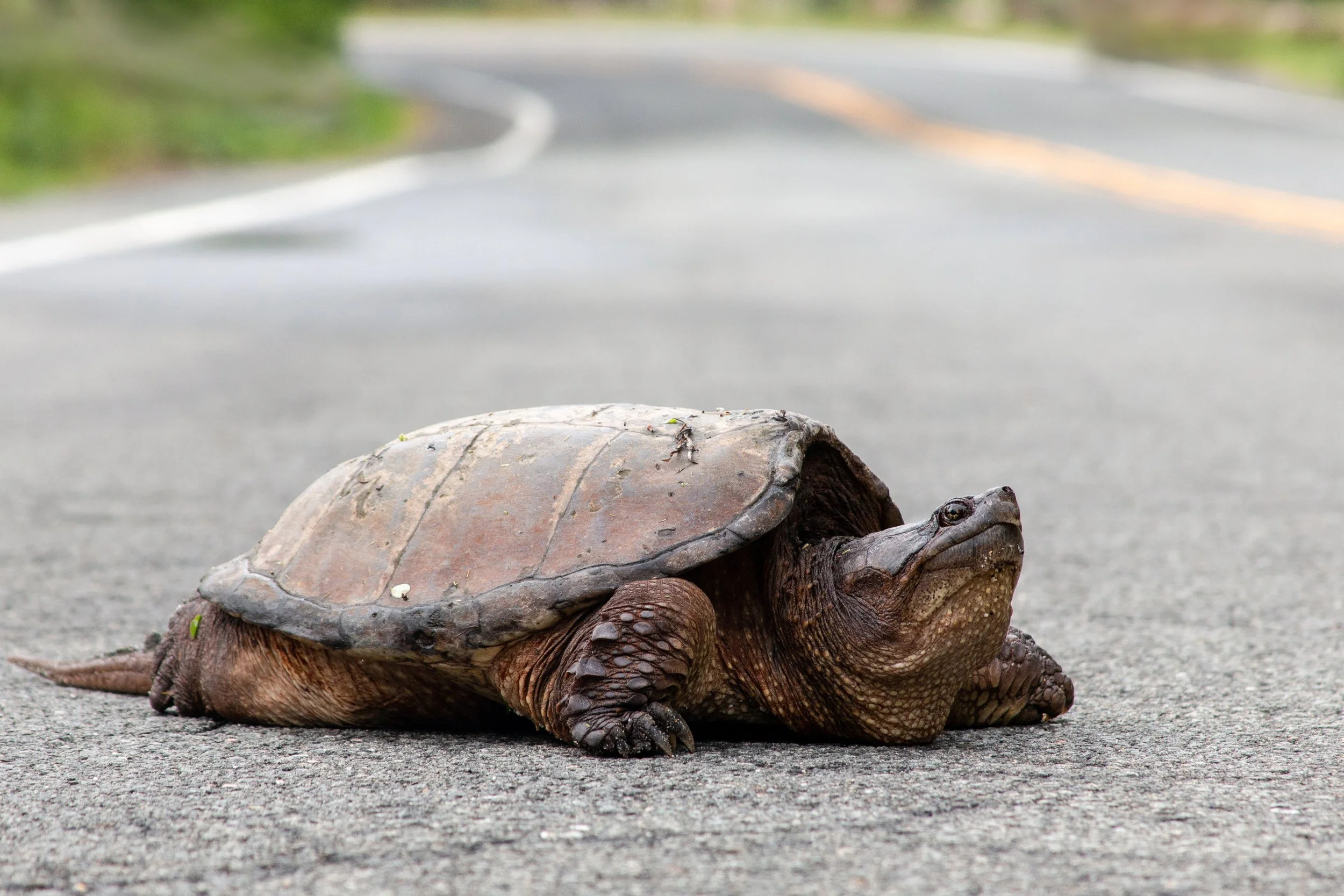Snapping Turtle - New Jersey - Wildlife Photography.jpg