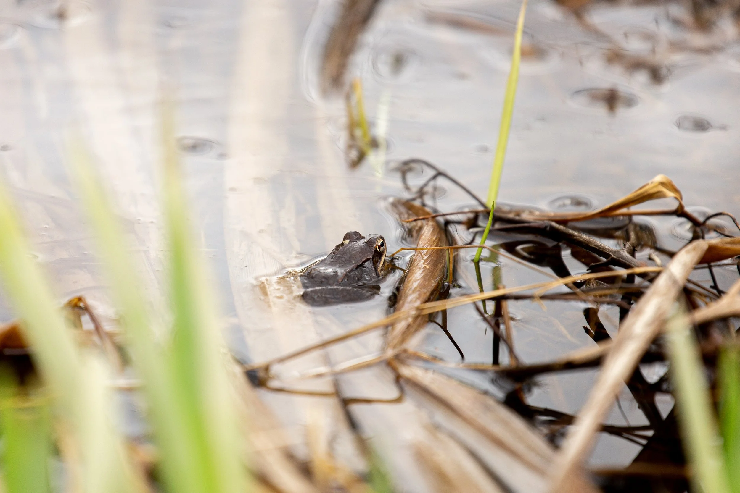 Frog - Germantown NY Wildlife Photographer-3.jpg