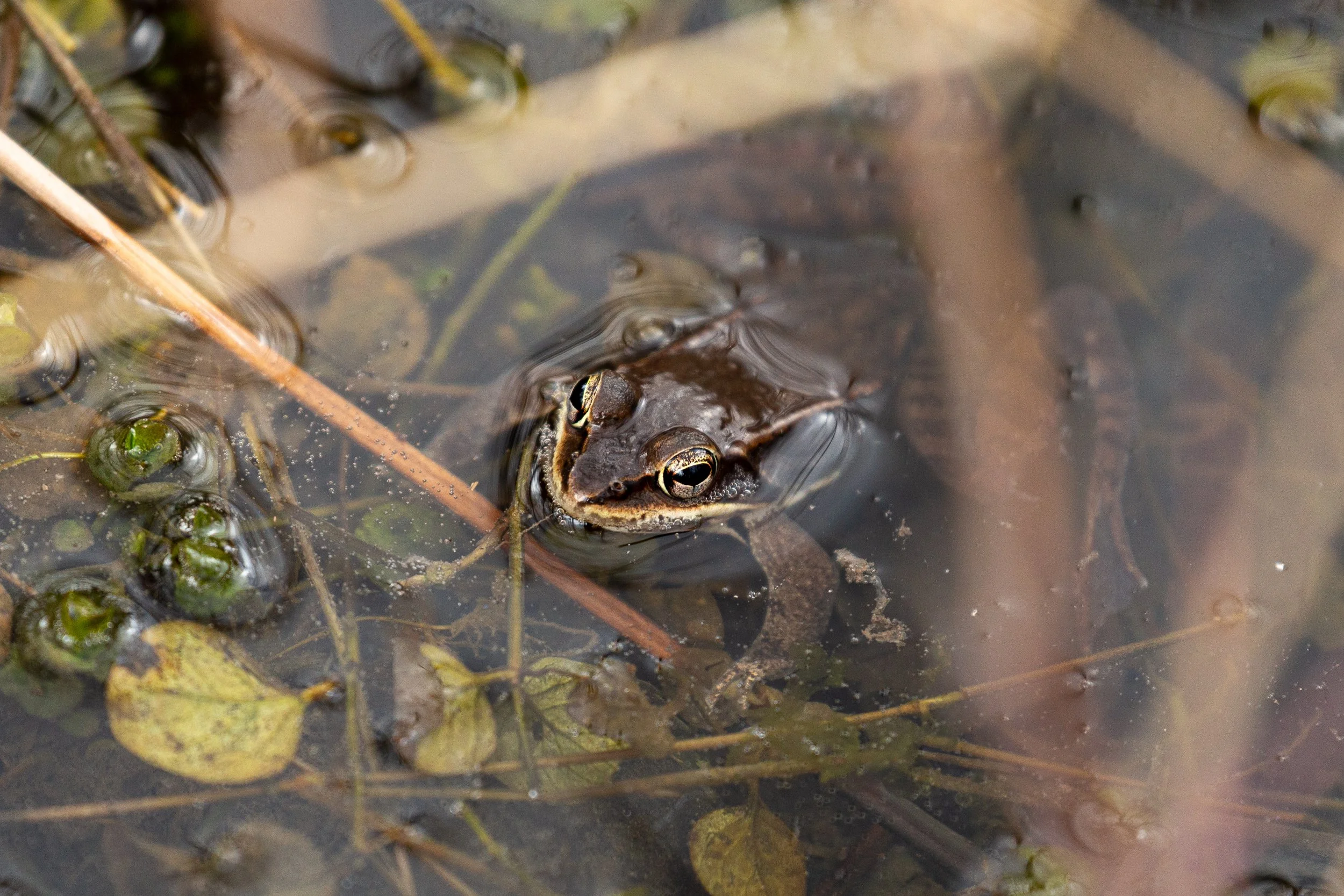 Frog - Germantown NY Wildlife Photographer-8.jpg