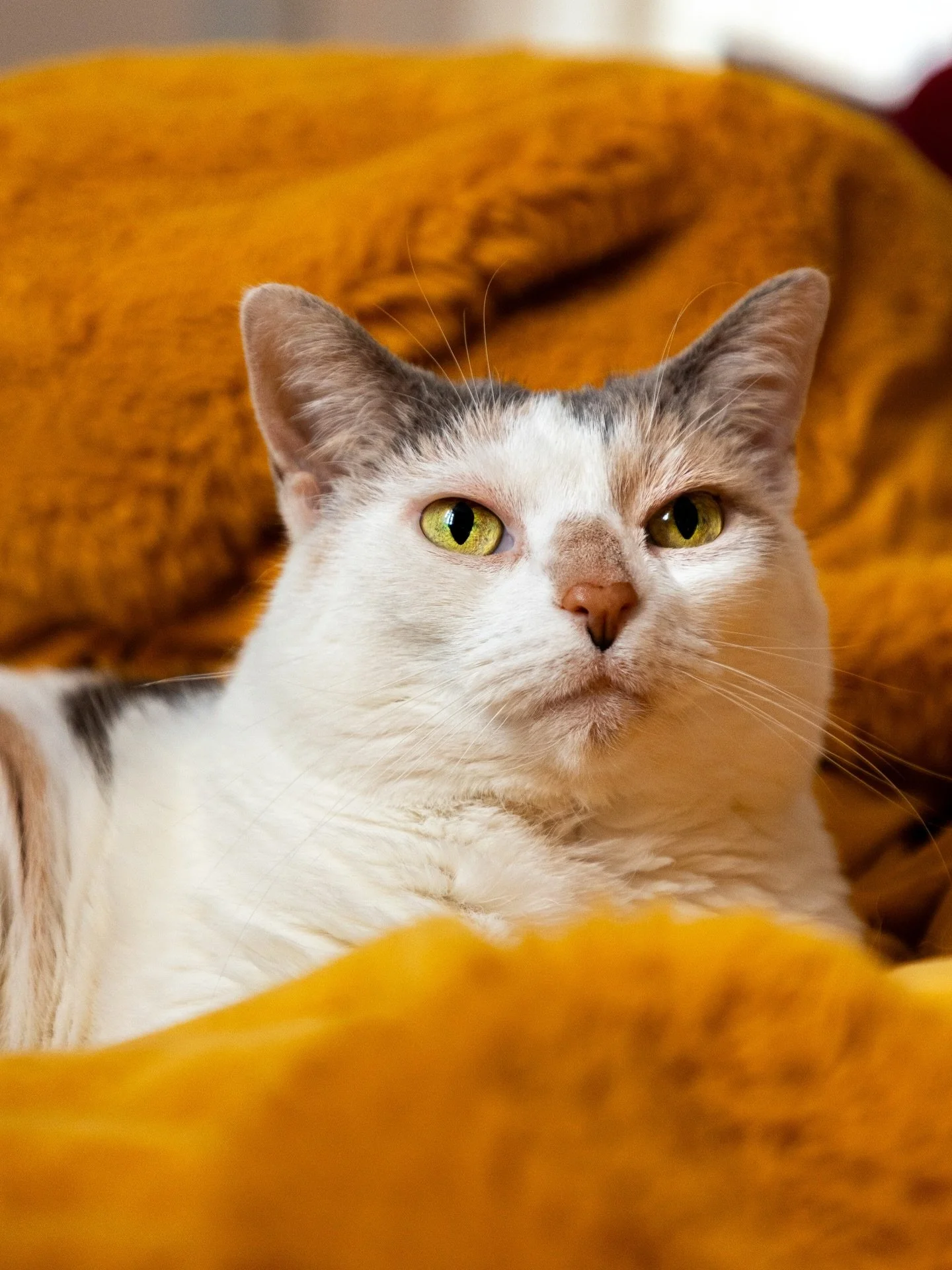 In the beginning of October, it was discovered that Coconut had what are called mast cells tumors around her neck. She was set to have surgery to remove them the next day but Dr. Cooper believed her heart was enlarged and didn&rsquo;t want to proceed