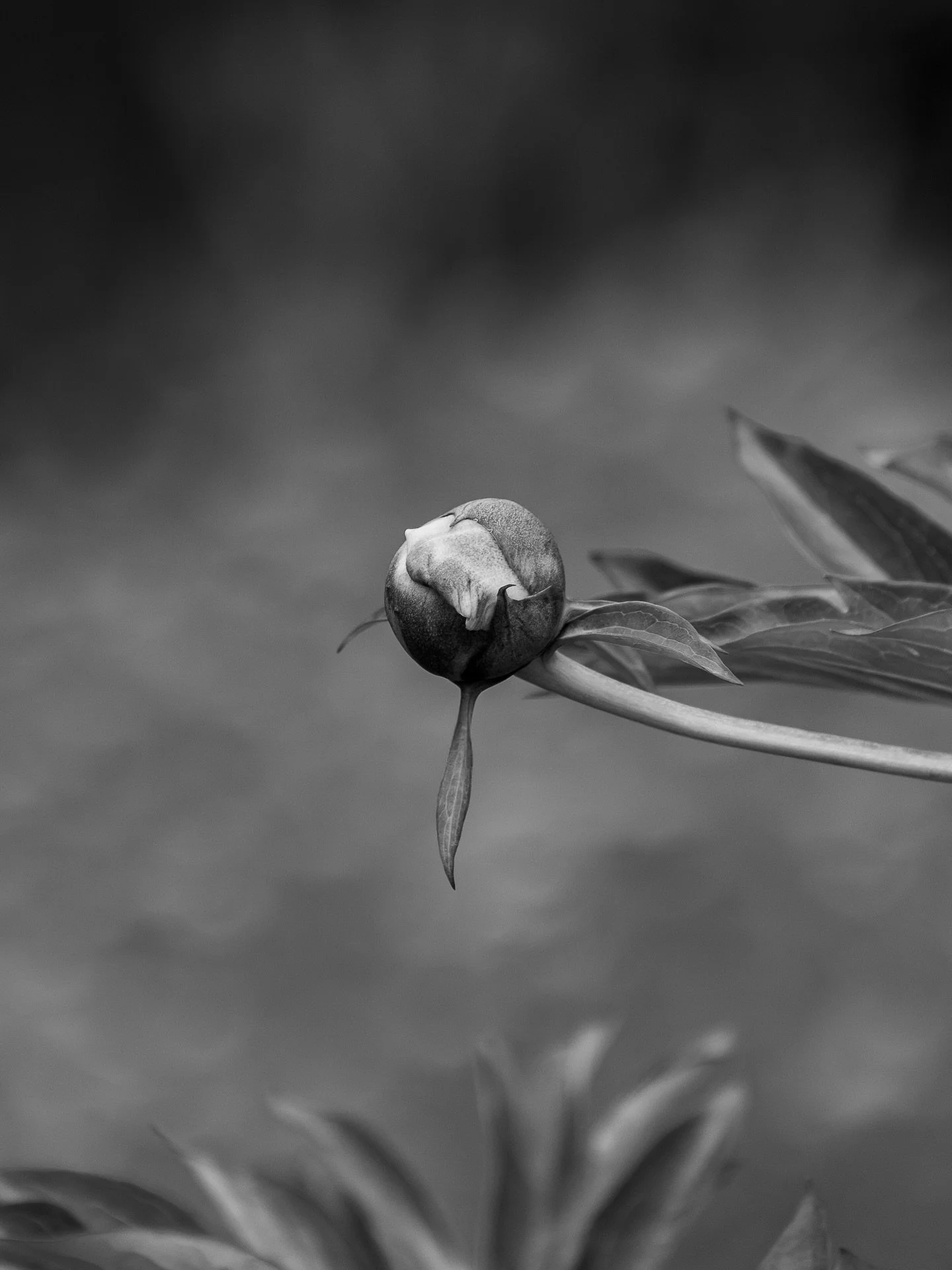 I don&rsquo;t have a sale for Black Friday/Small Business Saturday/Cyber Monday or whatever other day exists. But I will say if you buy a print from my Print Shop, you are helping a real person who is trying to pay bills for a sick pet. The link is i