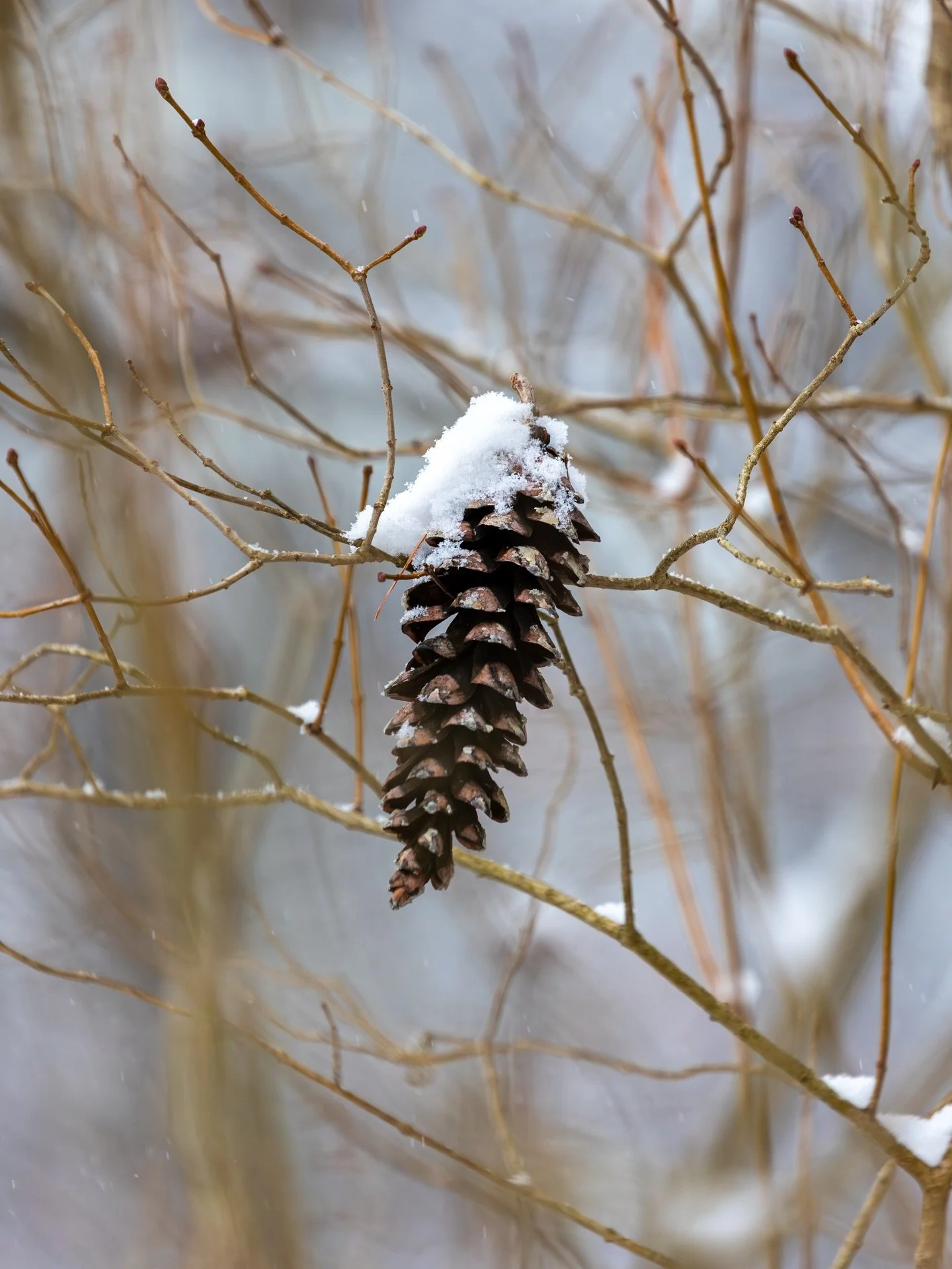 The snow falls upon my coat as I look through dead branches. Anything to catch my eye, anything to connect me back to the world I know to exist. I don&rsquo;t even notice the cold that turns my bare hands red or the snowflakes the seep into my skin. 