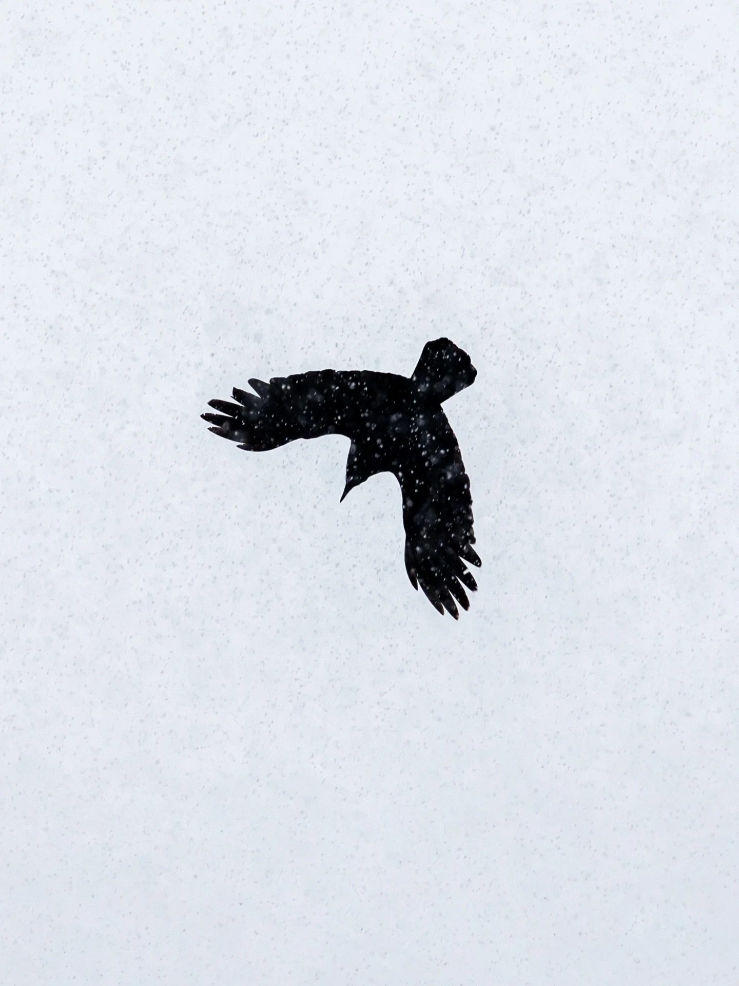 Thinking of befriending all the crows that have been hanging around our yard and the neighbors 🐦&zwj;⬛🌨️