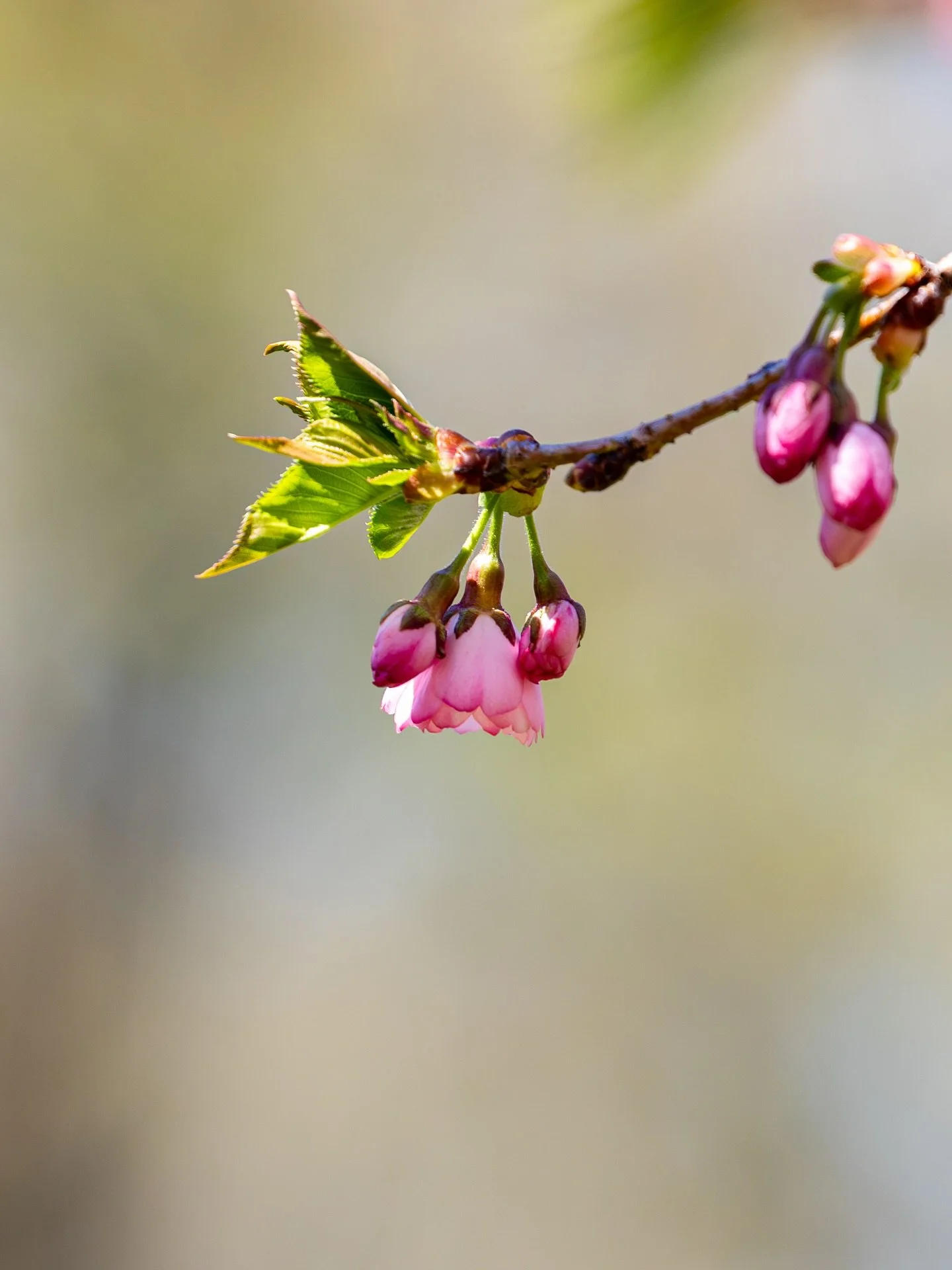 The first day of Spring has arrived and I am yearning for the blooms and wildlife that will slowly make their return. It can be difficult to wait but I try to remember that beautiful things take time. As the earth awakens from its long slumber, I wil