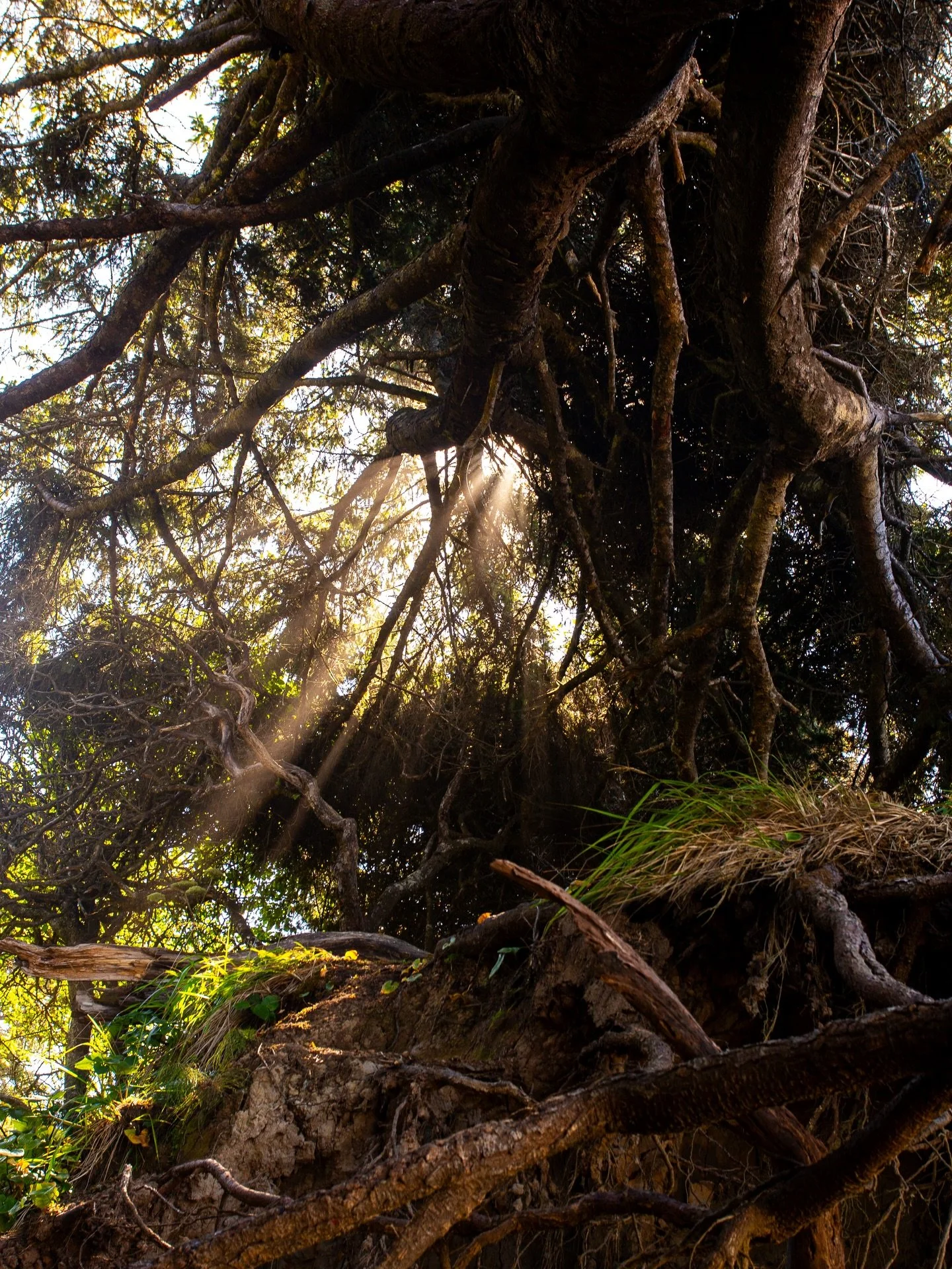 Our planet is filled with so much beauty, in even the smallest of places, and I feel as if I&rsquo;m constantly missing it. A gentle reminder to keep looking for it. Happy Earth Day.