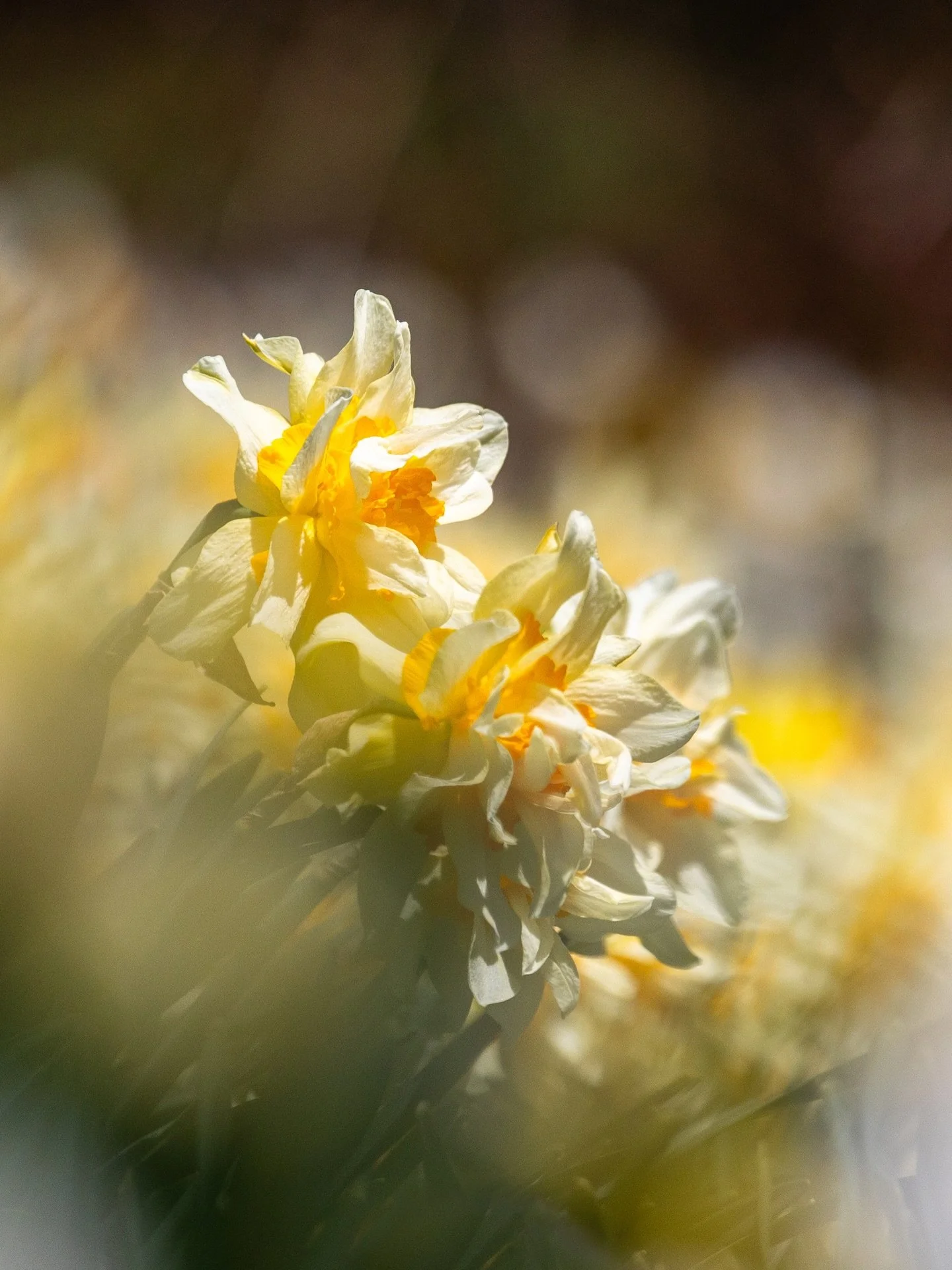 The cemetery is in bloom so I spent yesterday lying in the grass, basking in the sun &amp; capturing the daffodils. My groundhog friend came to visit and although I spent some time trying to get the perfect shot, I eventually put the camera down. The