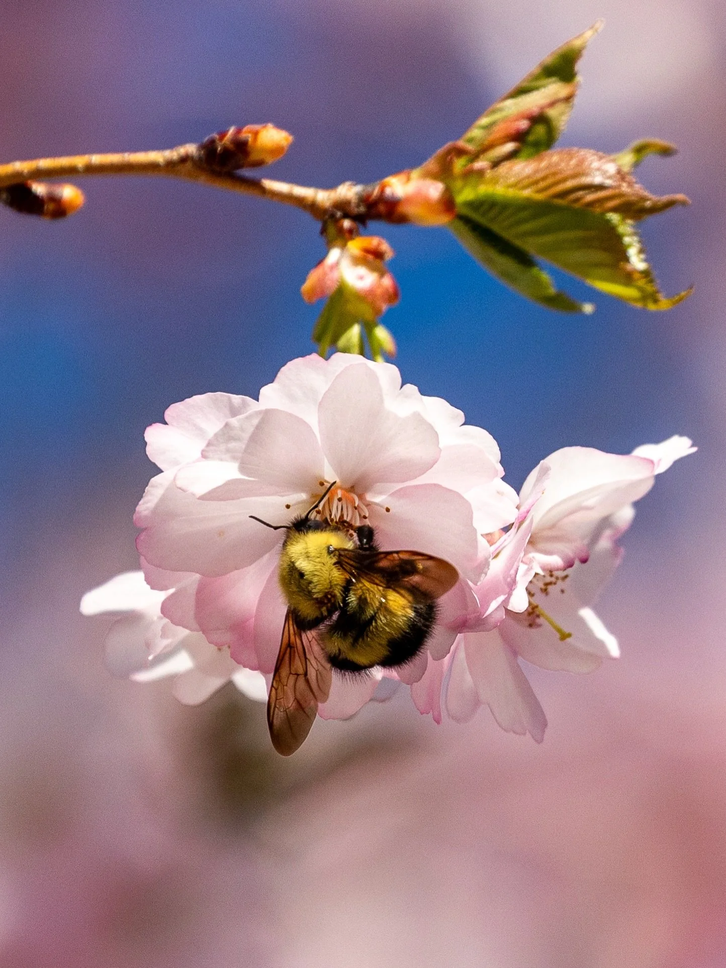 Oh Spring, the beauty that you are. 🌸🐝🌱