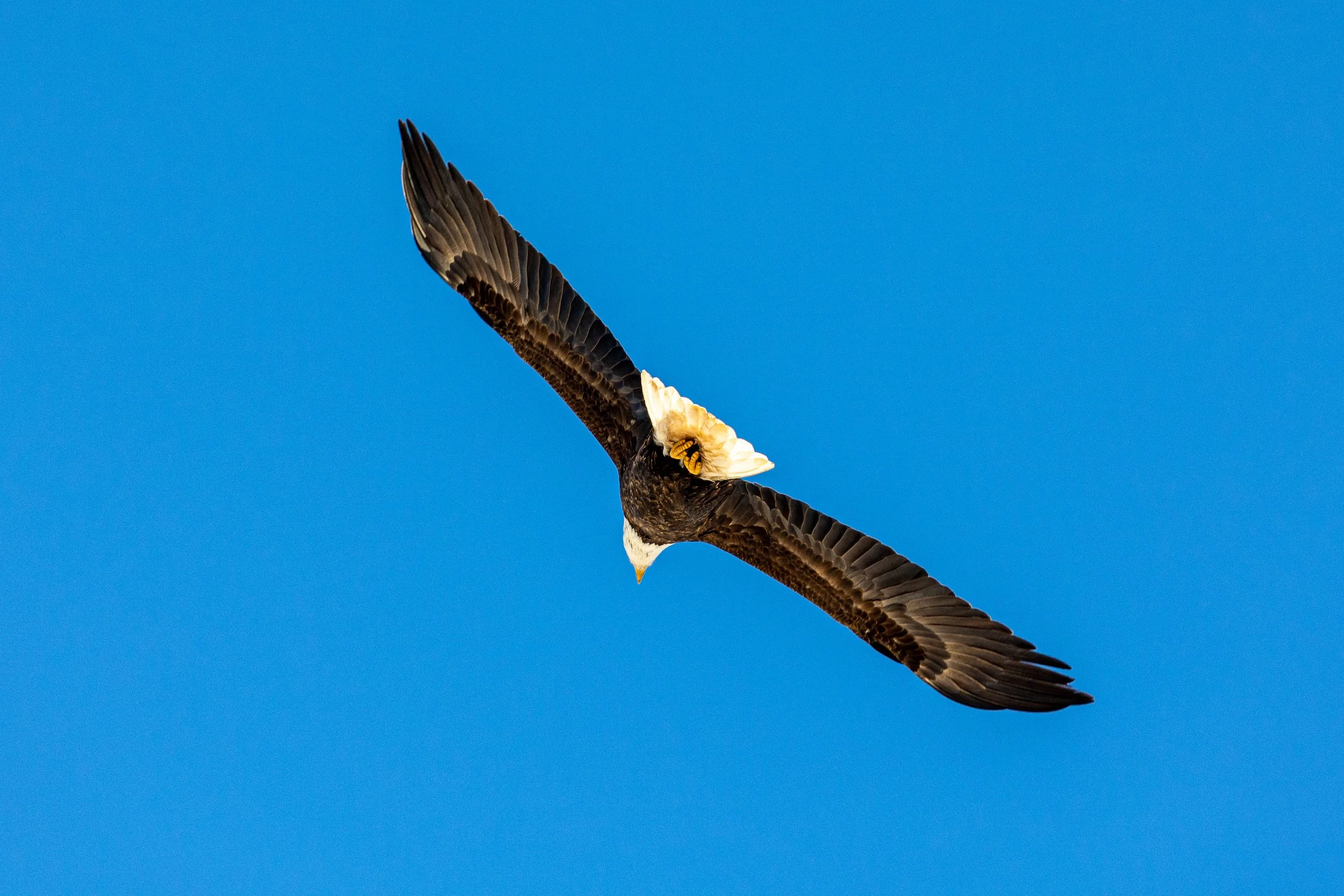 Bald Eagles in Catskills, New York-27.jpg